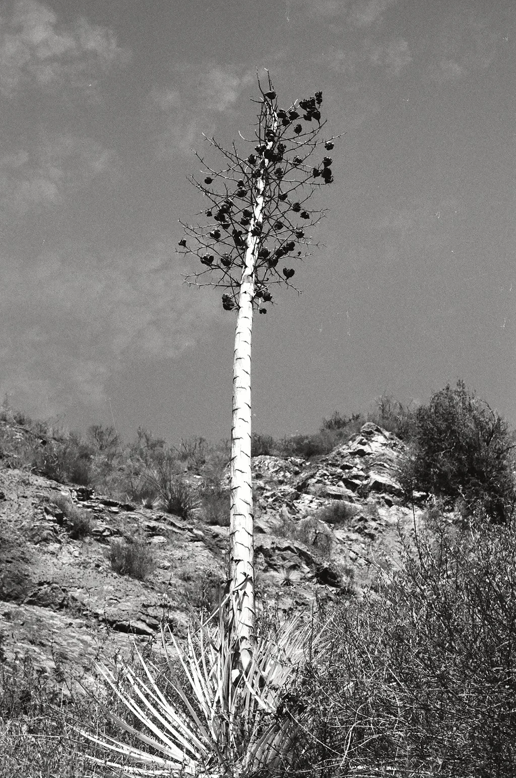 Ventana Wilderness