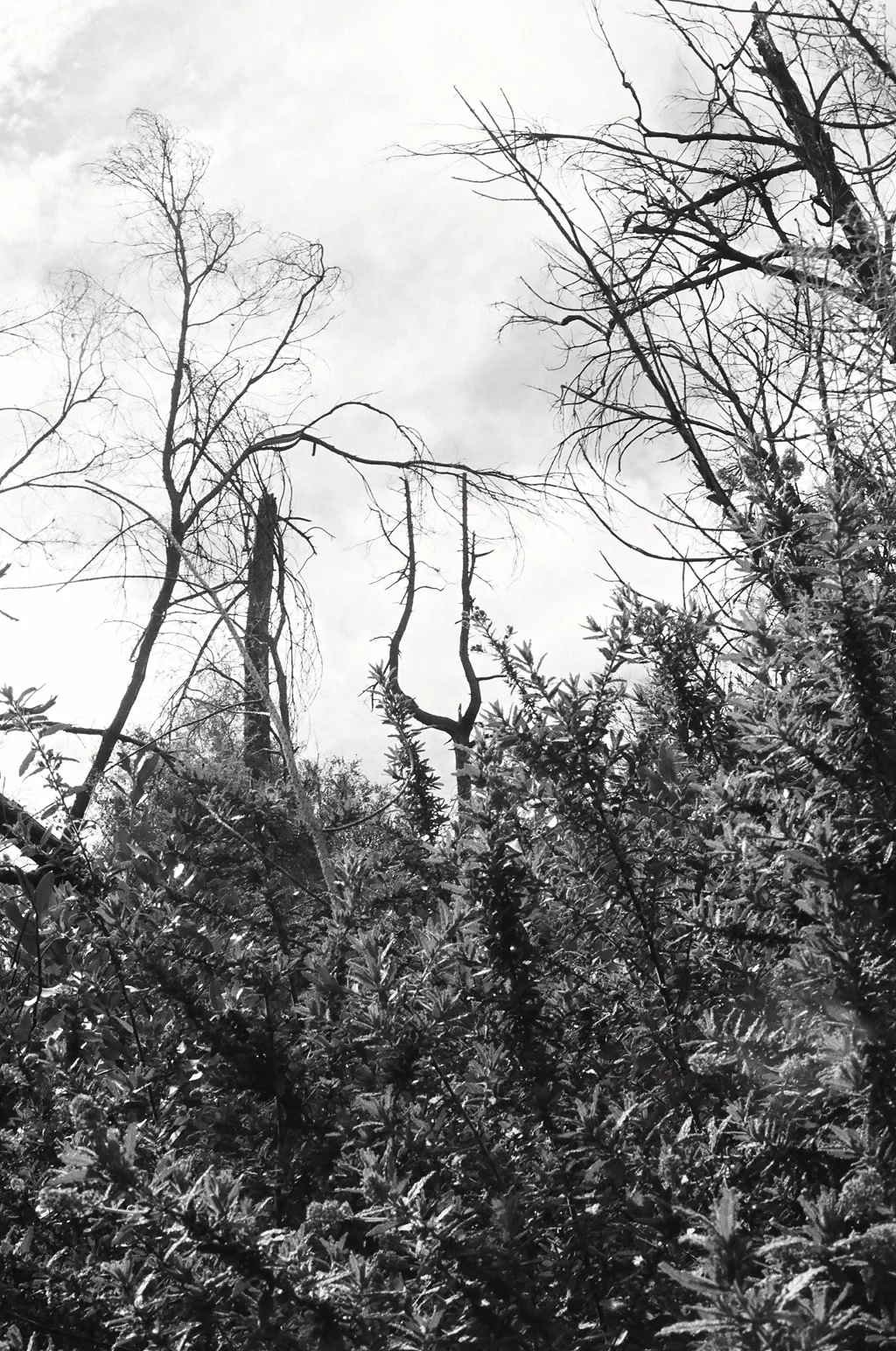 Motorhead Tree 1