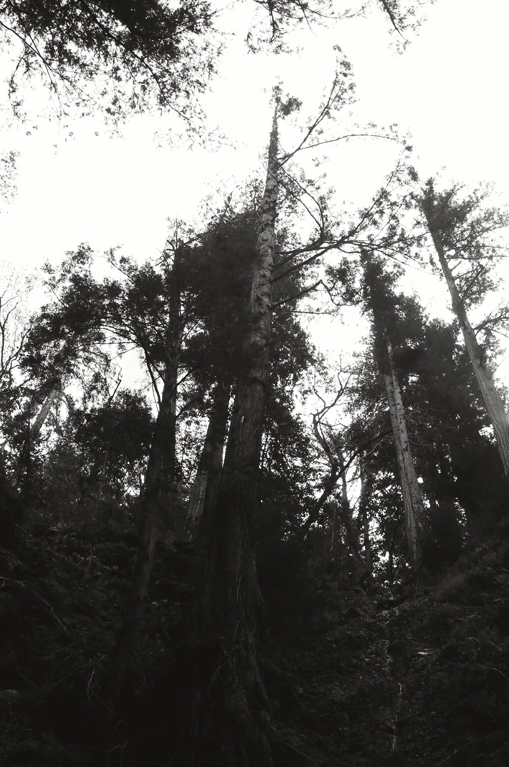 Burnt Tree