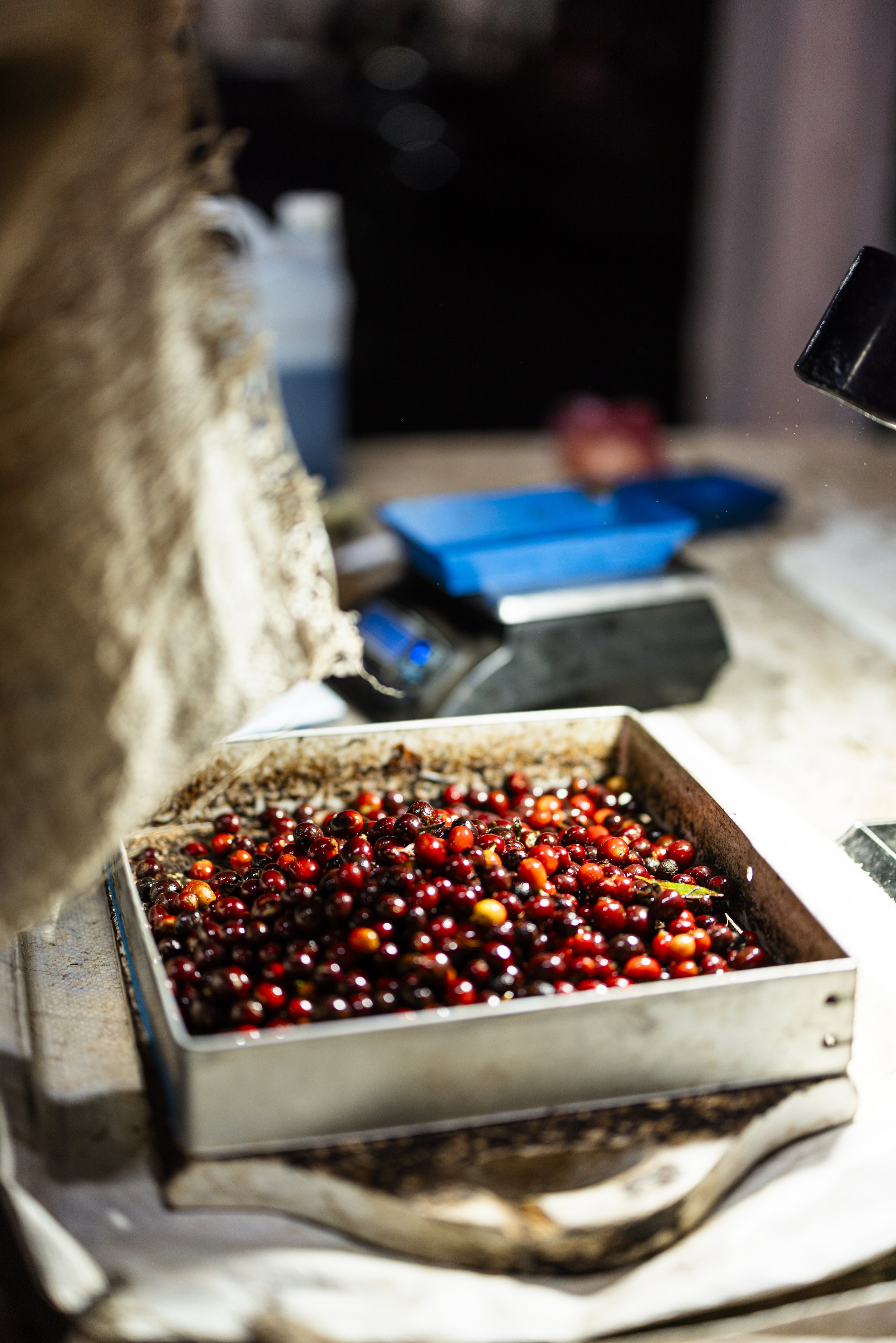 Madcap_Origin_621 5.jpg