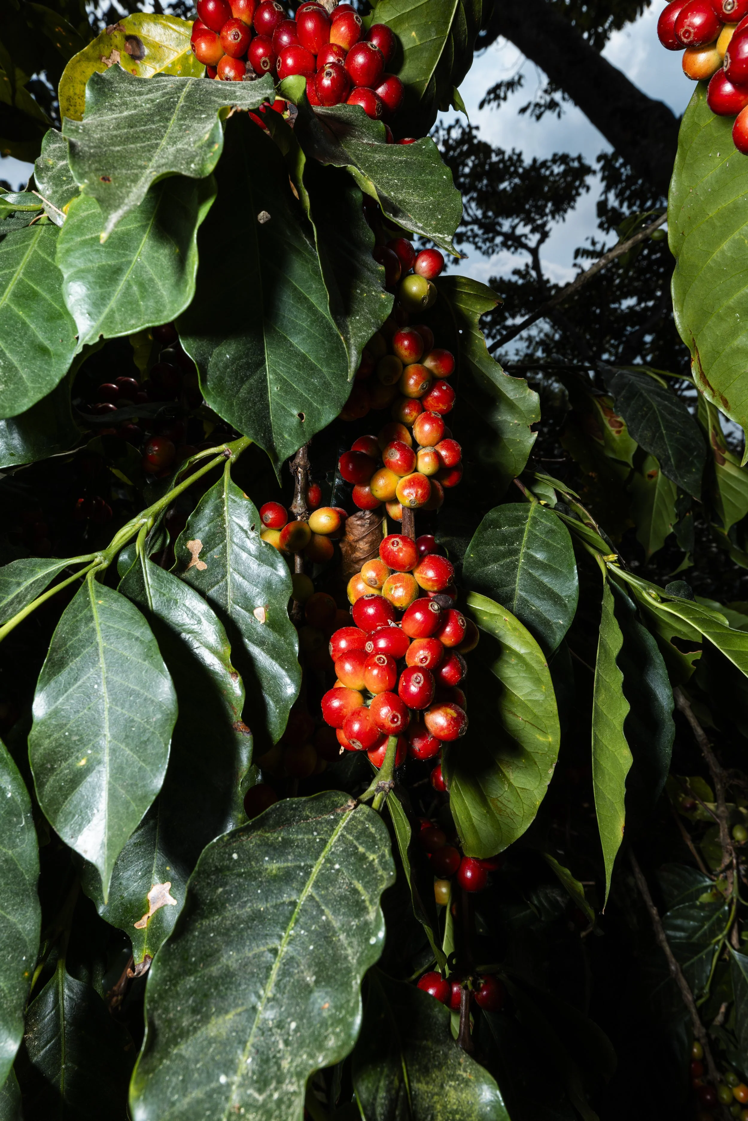 Madcap_Origin_212 2 2.jpg