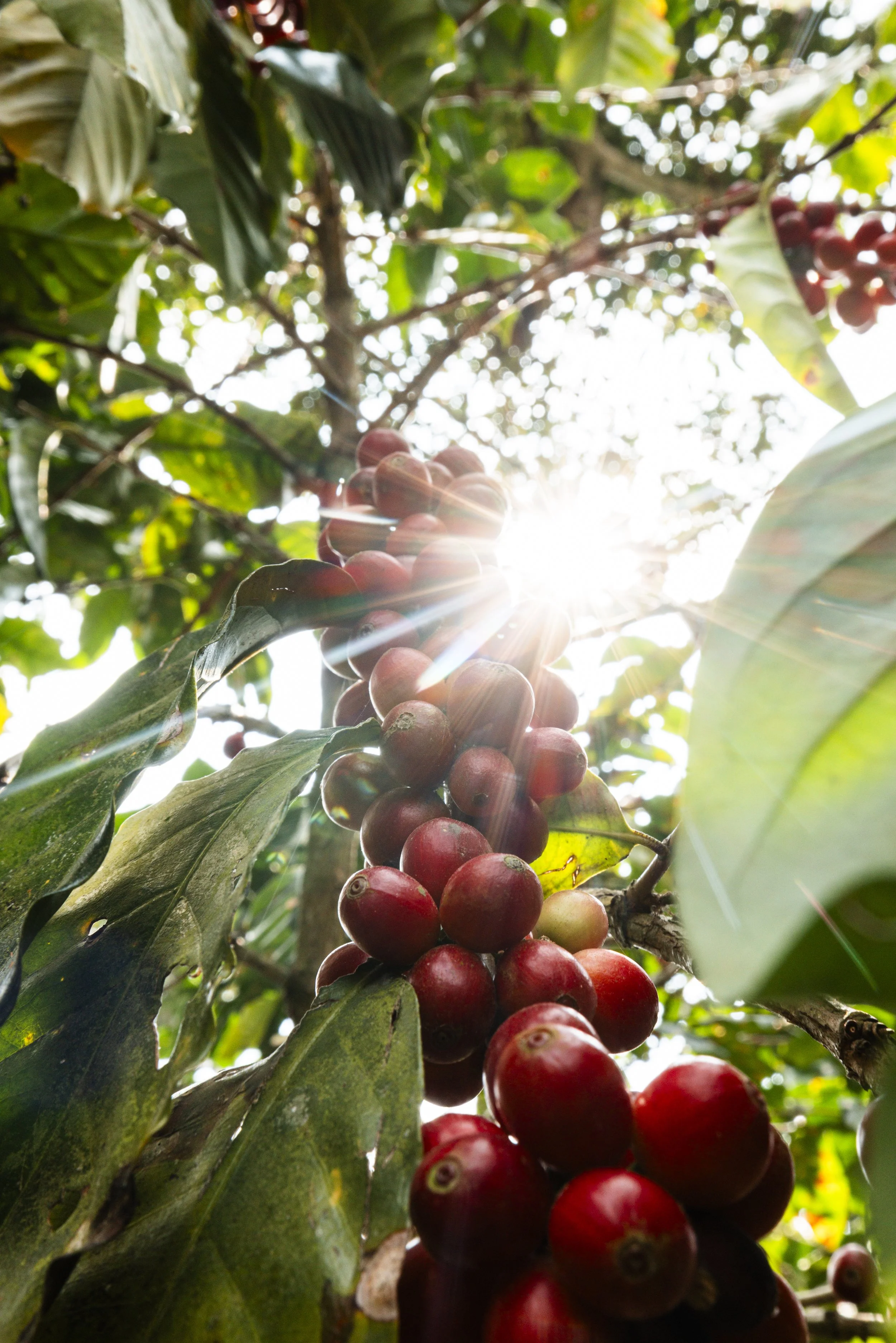 Madcap_Origin_224 20.jpg