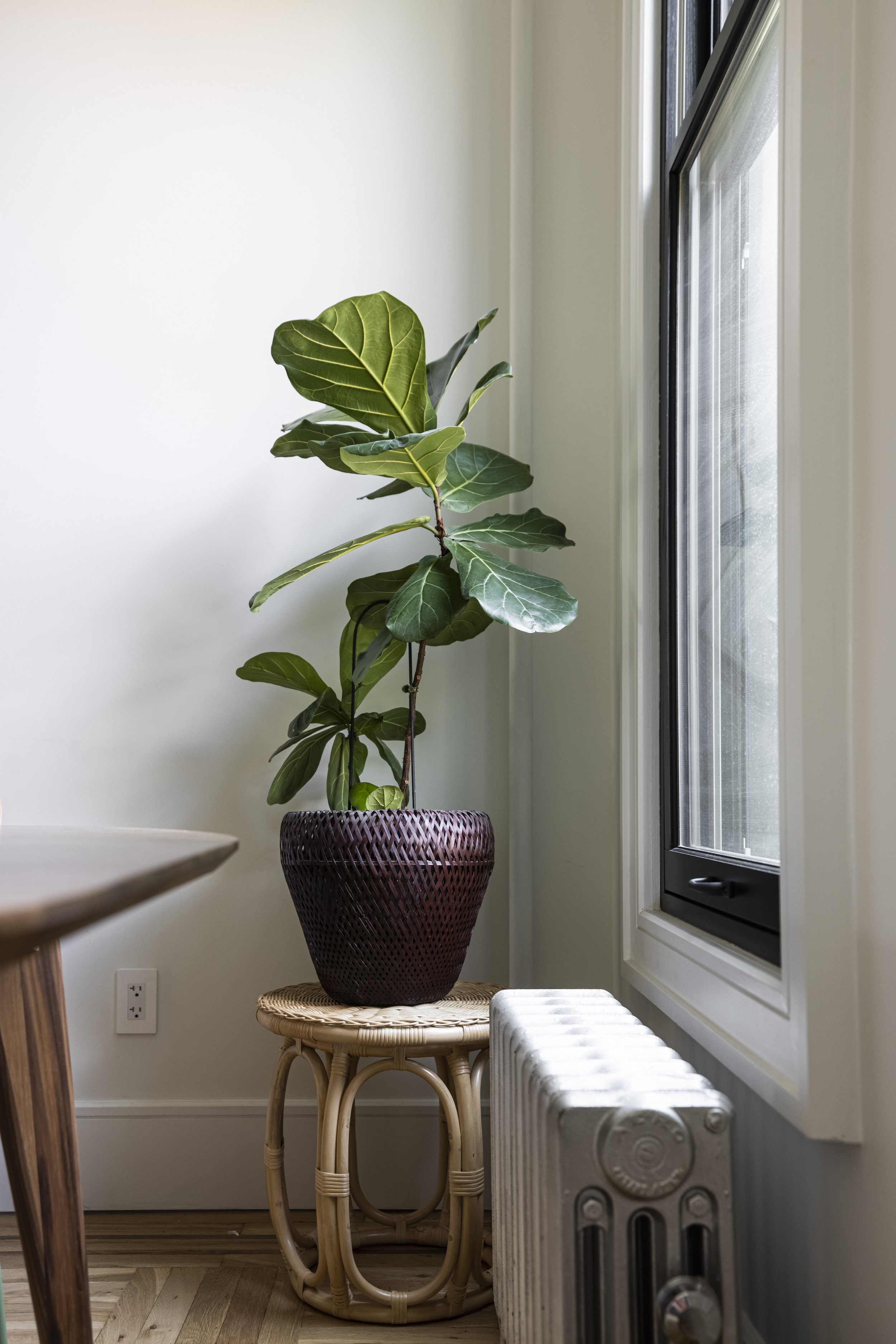 Brack and Reno _7.jpg