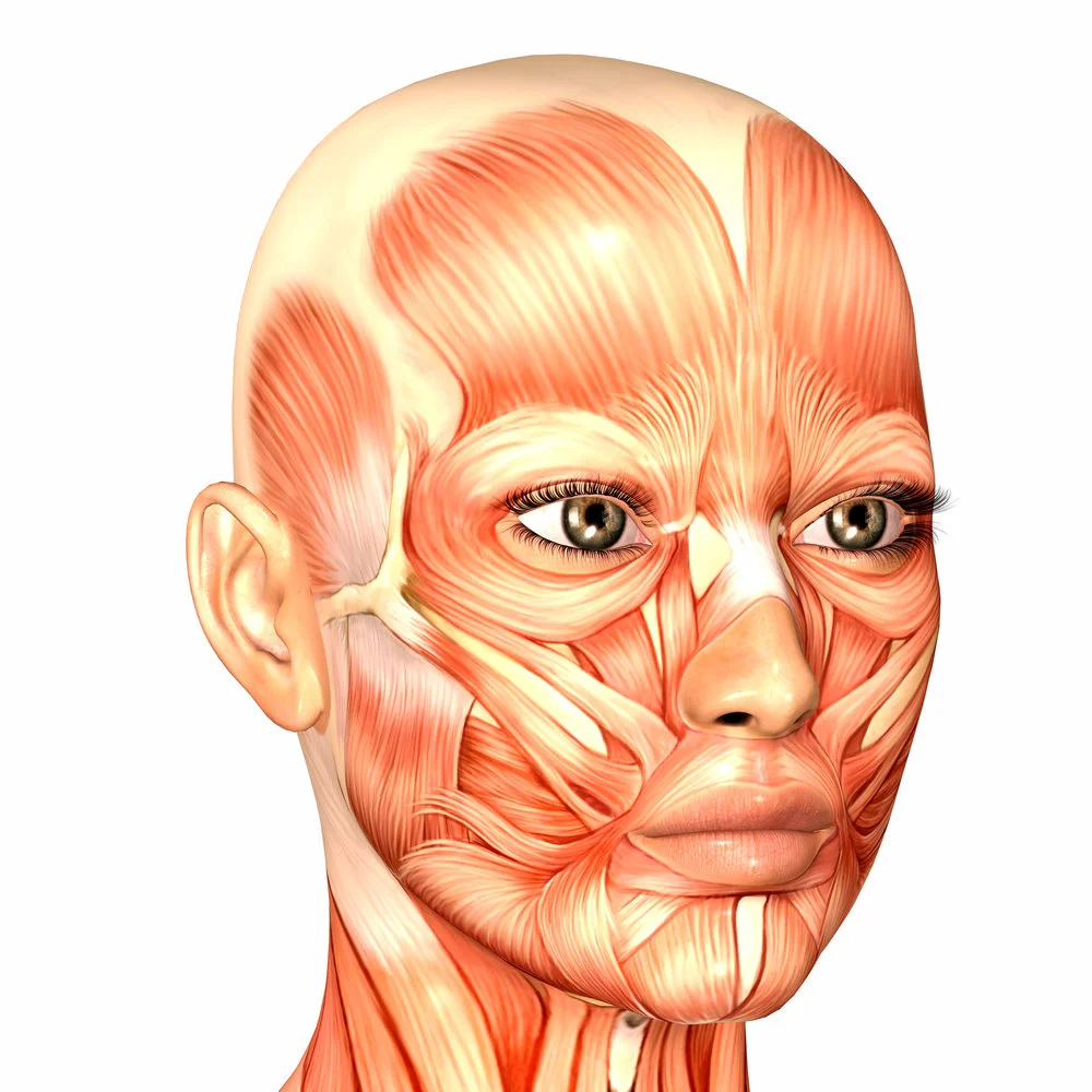 Face+Muscles+Woman.jpg