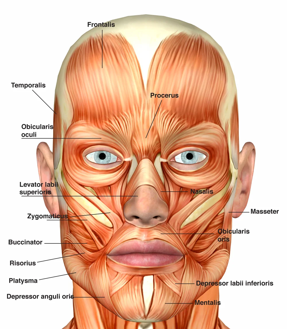 Facial-MMs-2.jpg