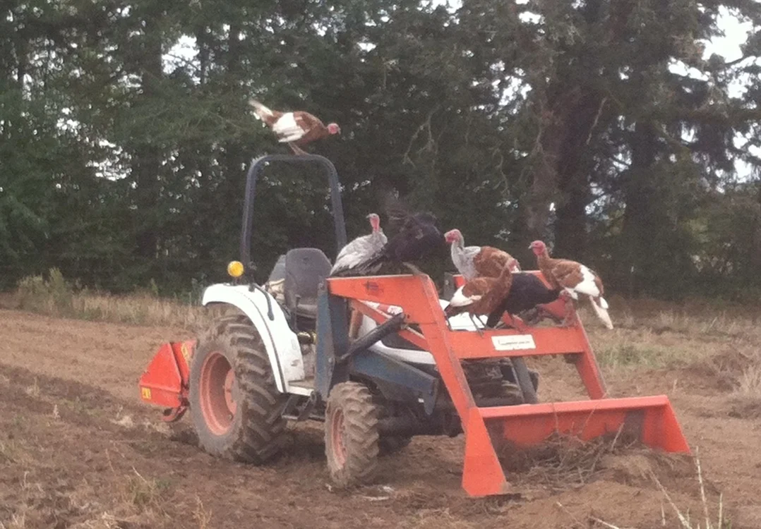 turkeys on tractor.jpg