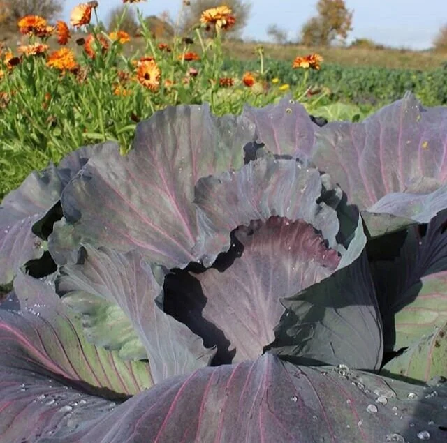 cabbage_flowers