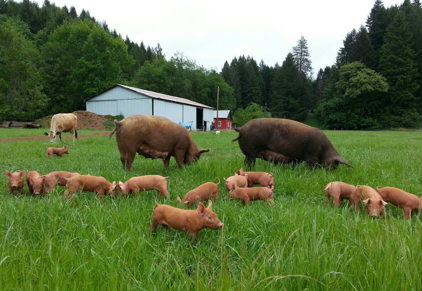 Wingham, pigs and cows.jpg