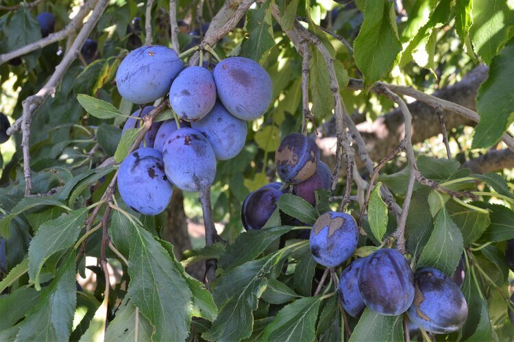 kiyokawa plums.JPG