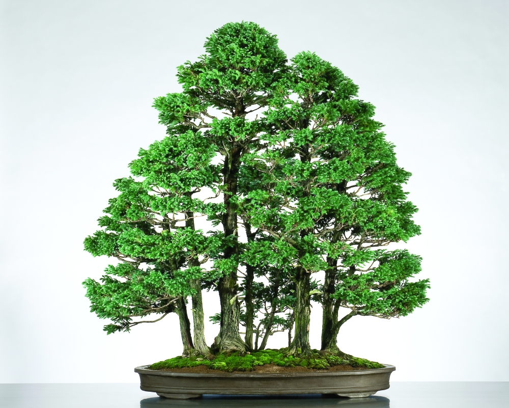 Boulevard Sawara False Cypress