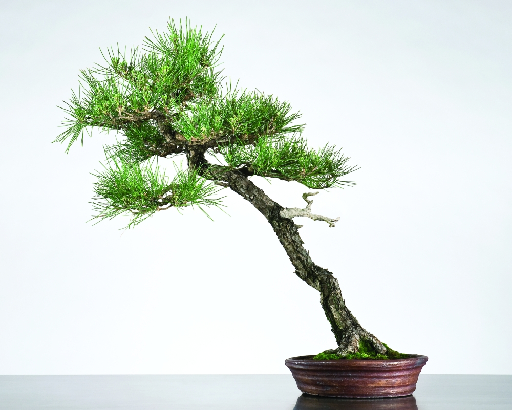 Japanese Black Pine