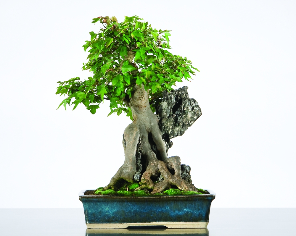 Trident Maple