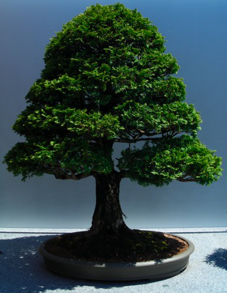Hinoki False Cypress
