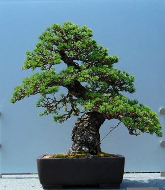 Japanese White Pine