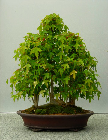 Trident Maple