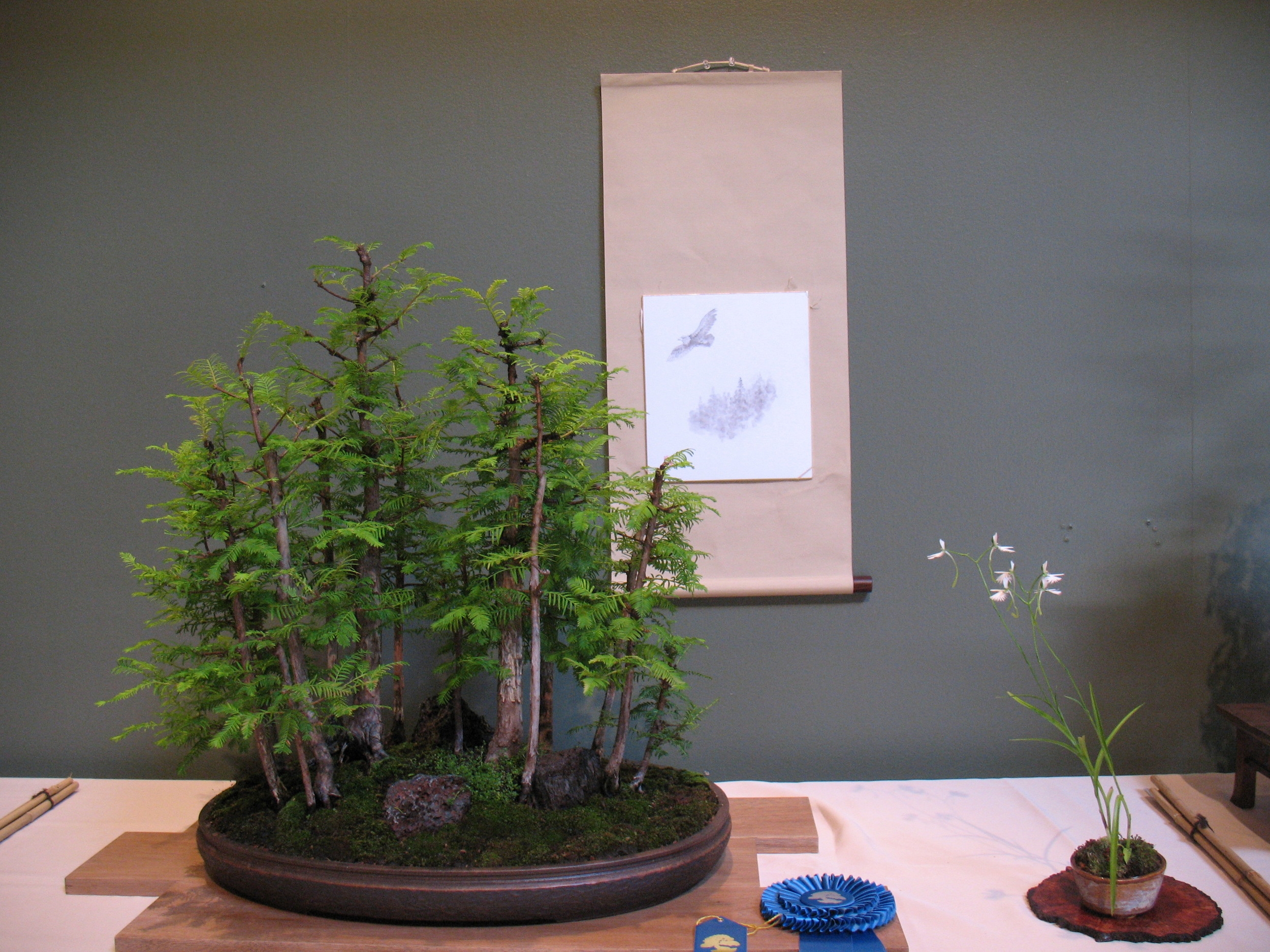 2015 Mid-America Exhibit - Dawn Redwood