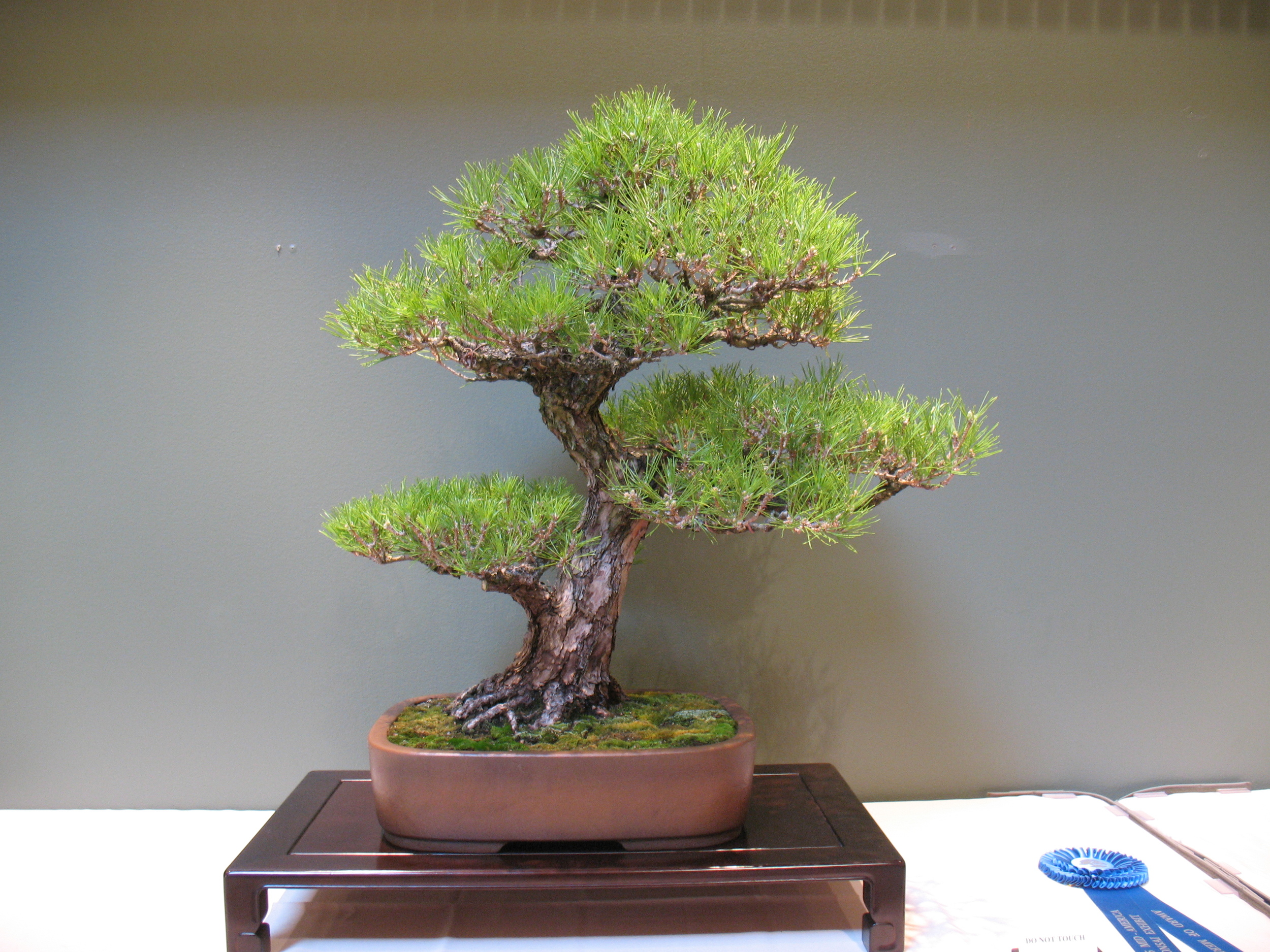 2015 Mid-America Exhibit - Open - Black Pine