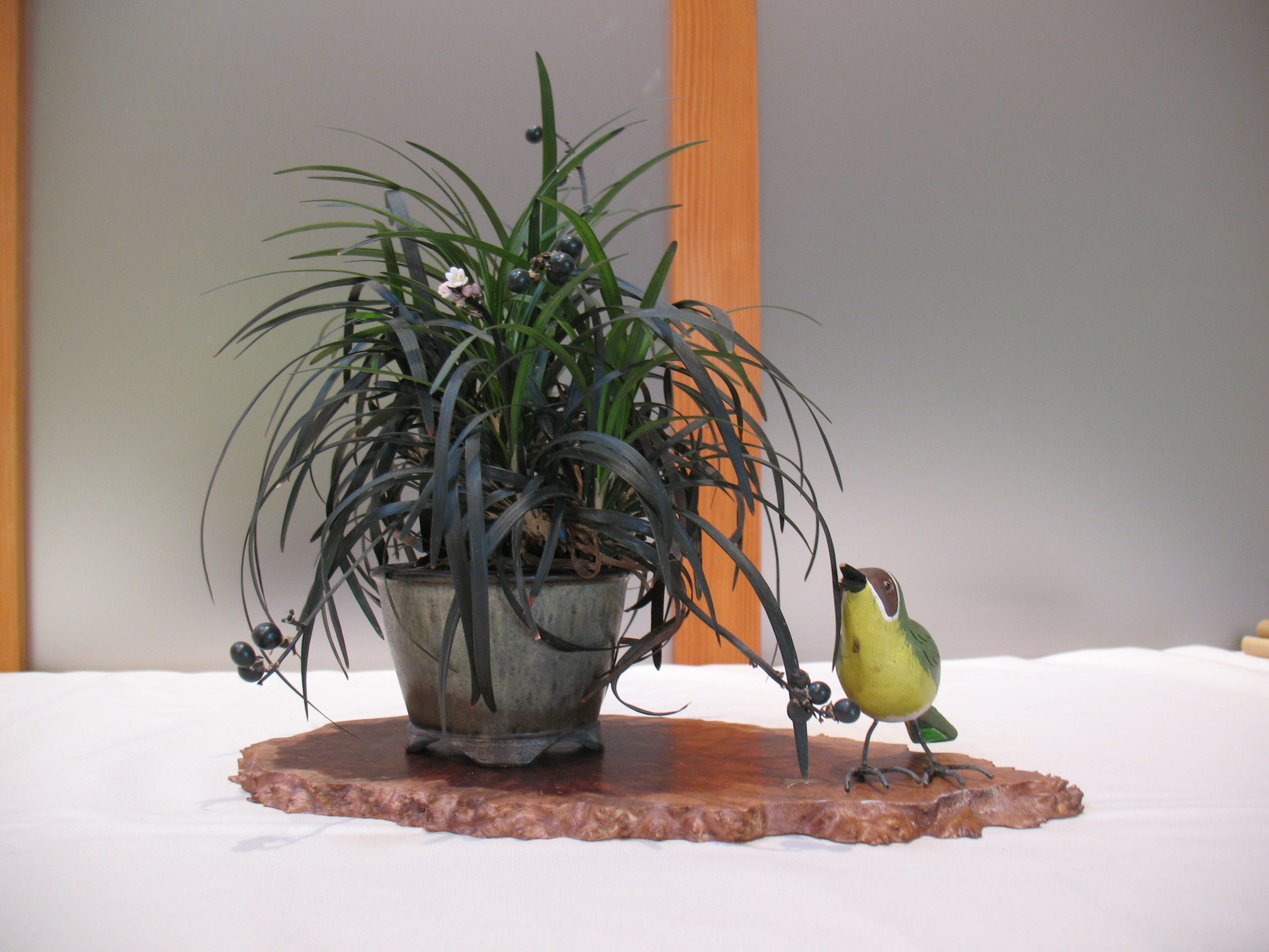 2015 Mid-America Exhibit - Open - Black Mondo Grass