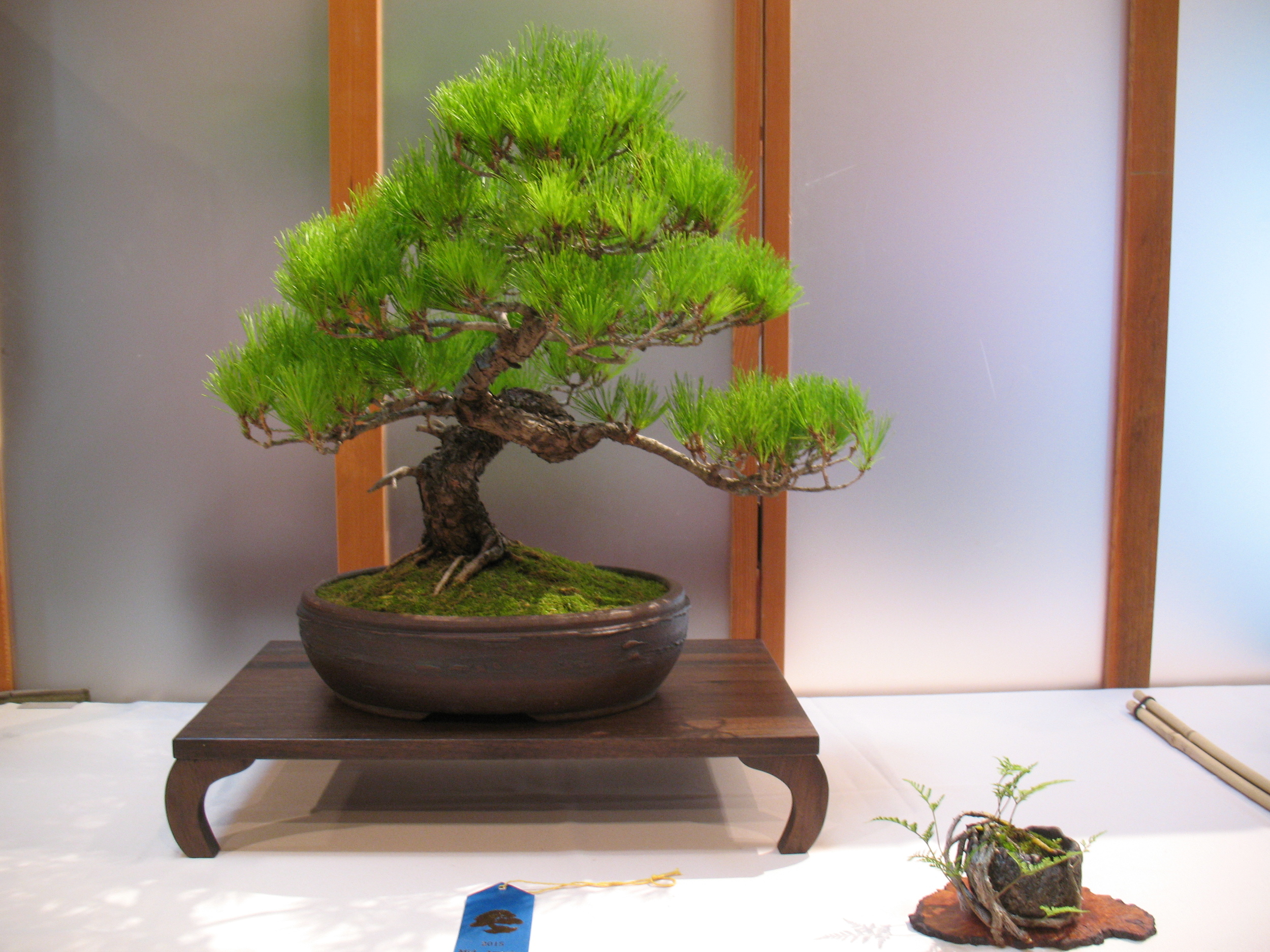 2015 Mid-America Exhibit - Open - Japanese Red Pine