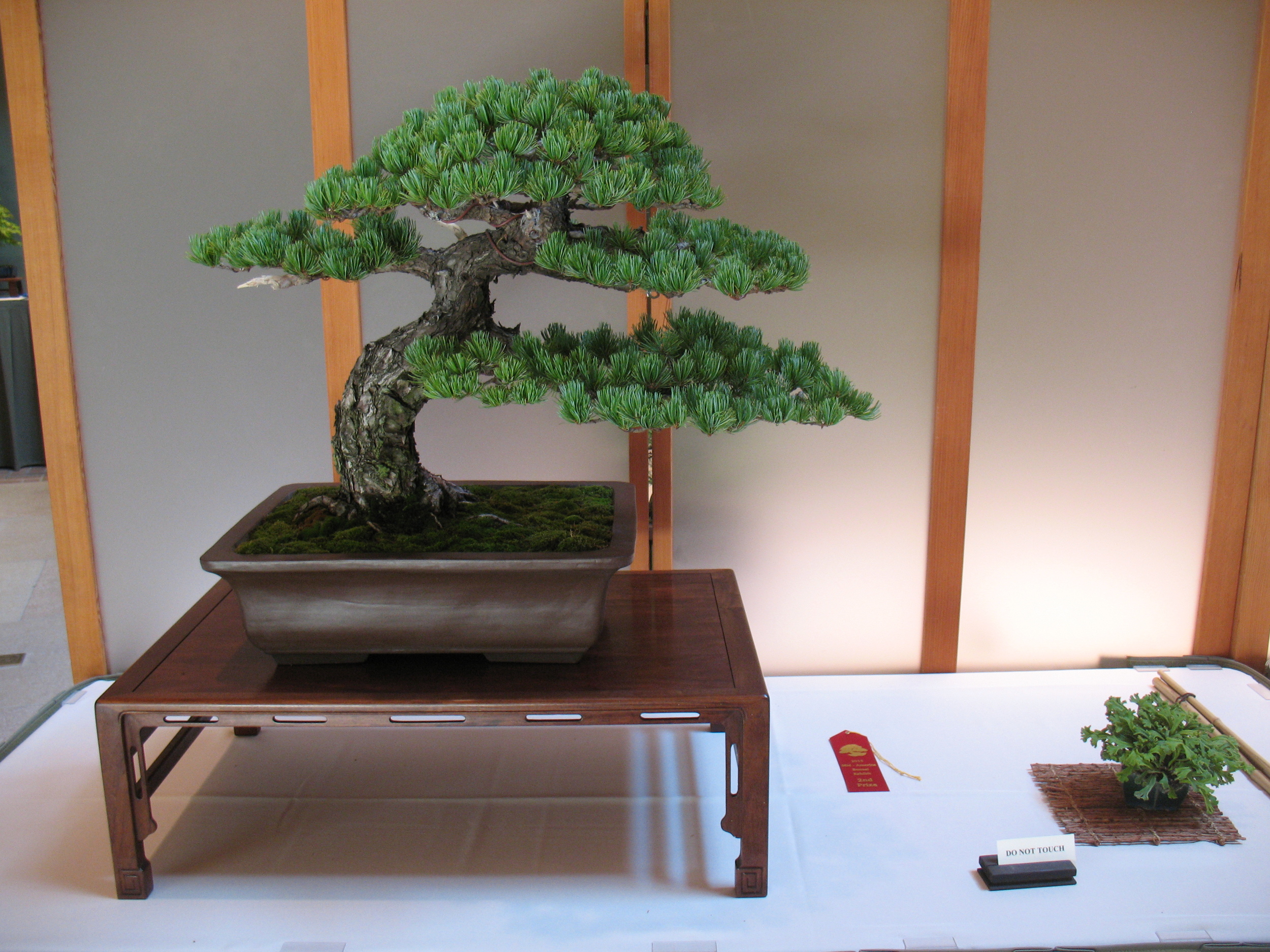 2015 Mid-America Exhibit - Open - Japanese White Pine