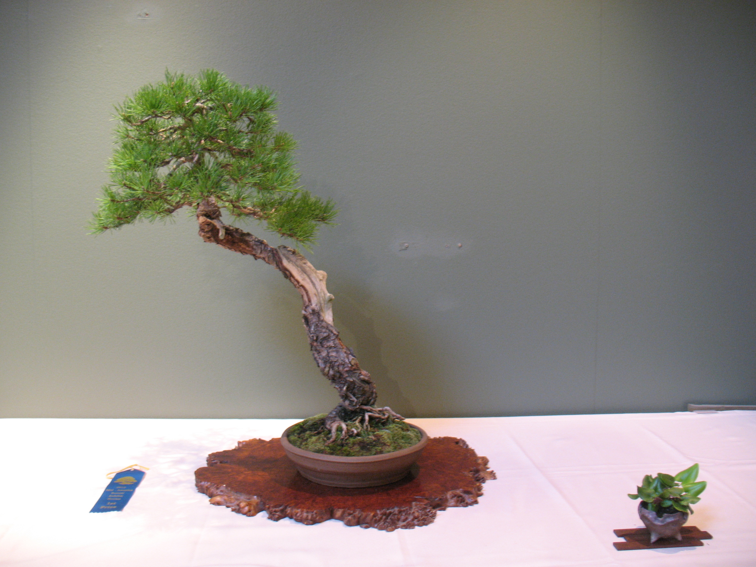 2015 Mid-America Exhibit - Open - Scots Pine