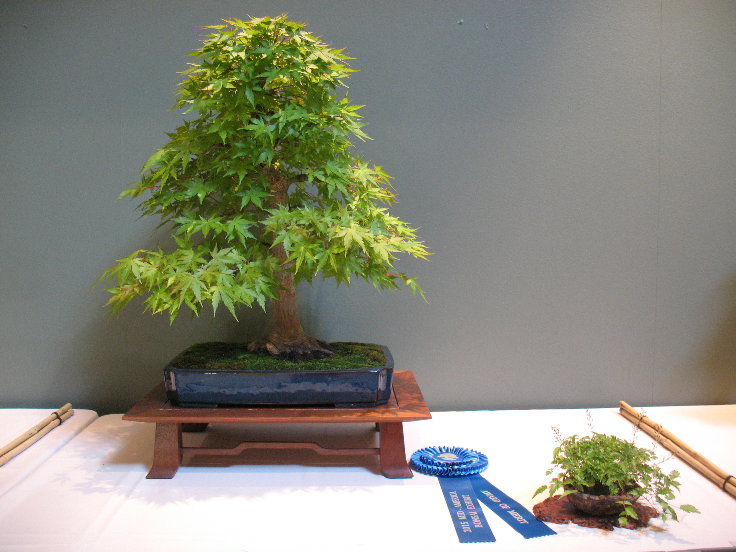 2015 Mid-America Exhibit - Open - Japanese Maple