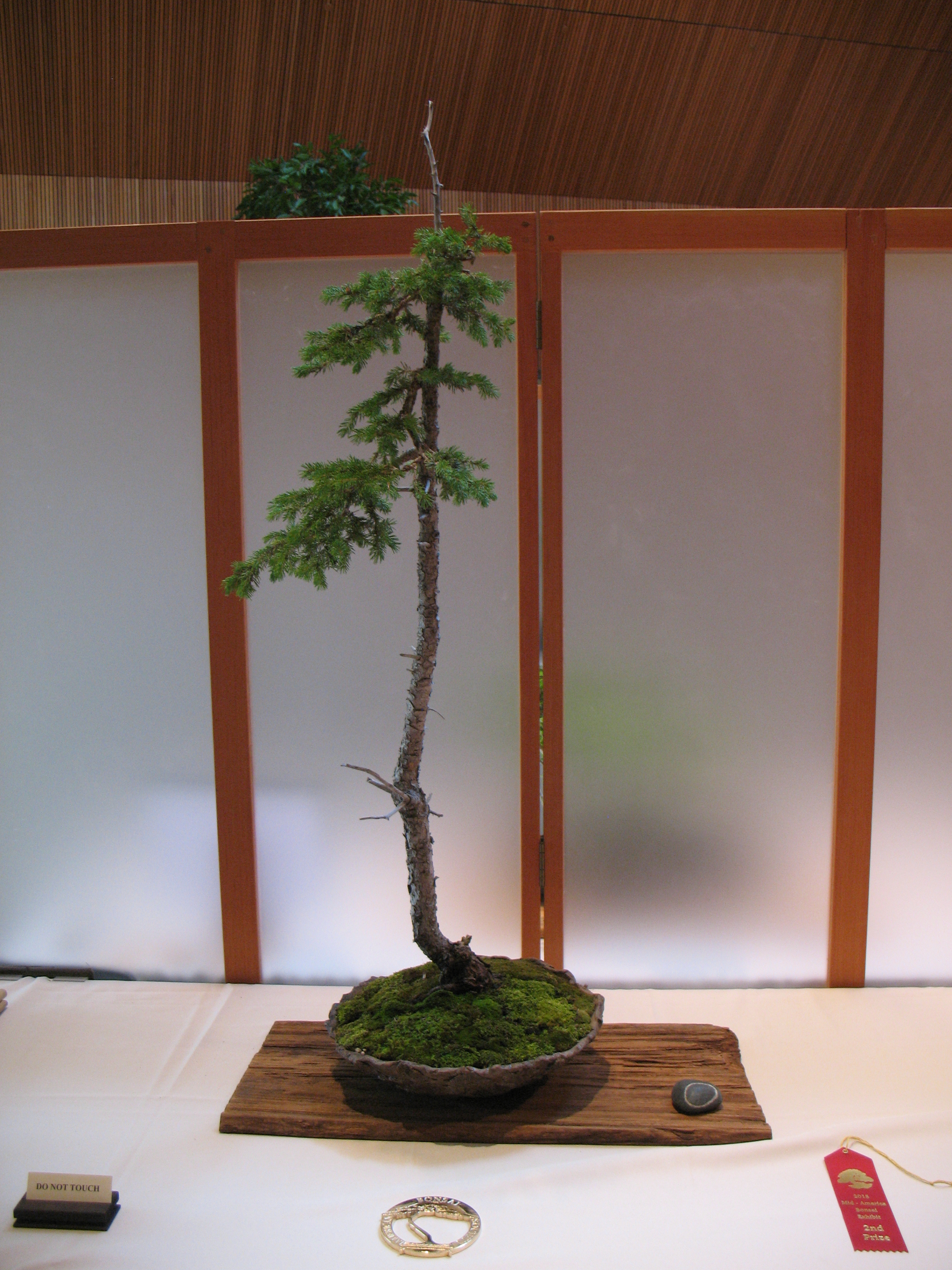 2015 Mid-America Exhibit - Open - Black Hills Spruce