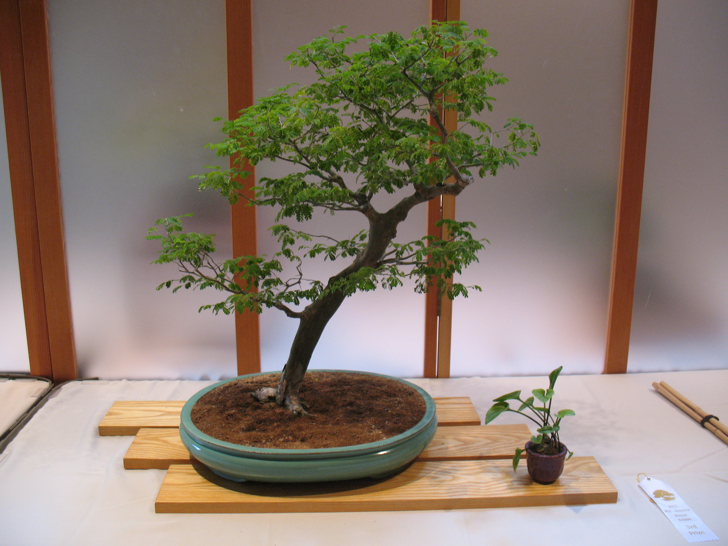 2015 Mid-America Exhibit - Open - Brazilian Raintree