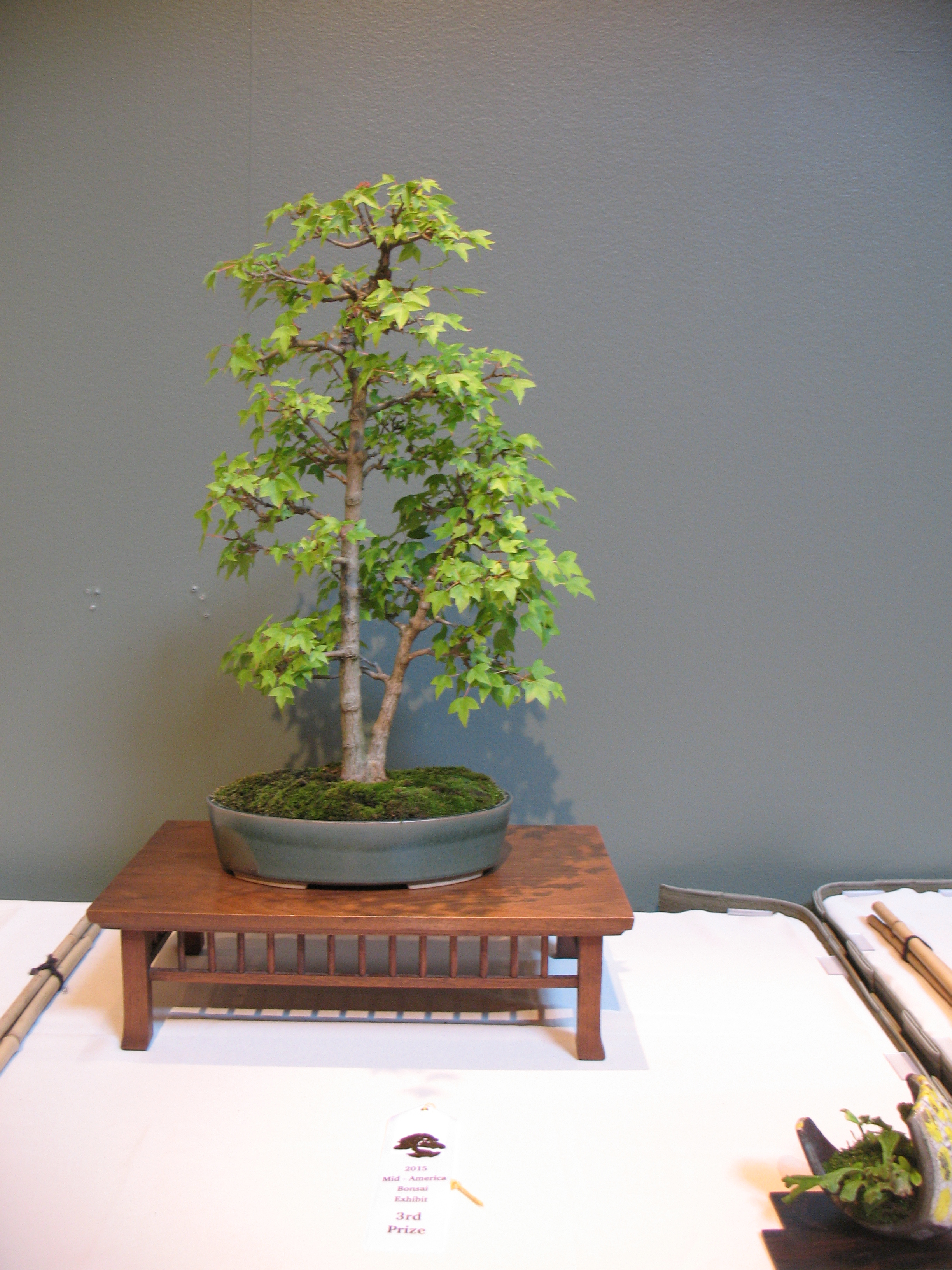 2015 Mid-America Exhibit - Open - Trident Maple