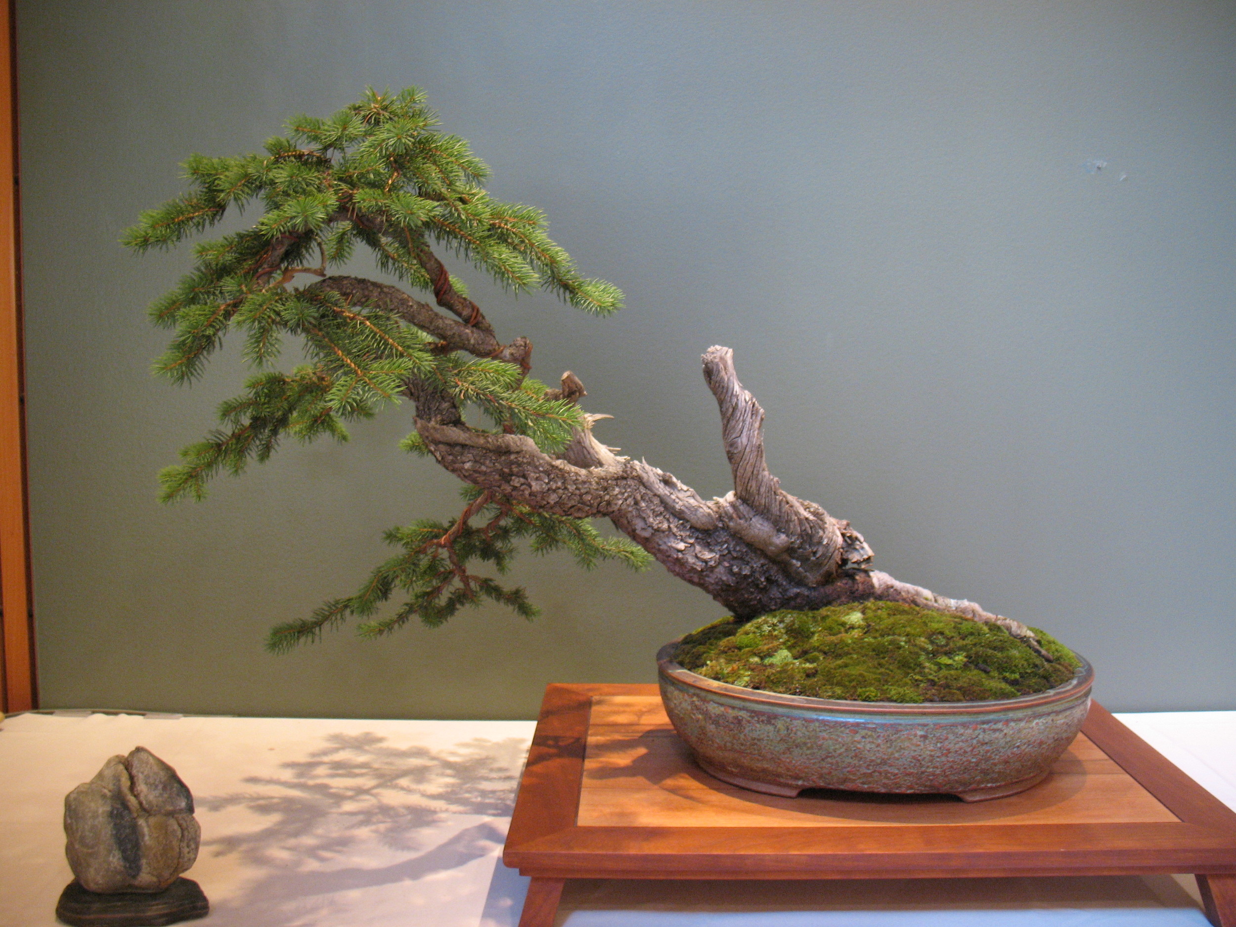 2015 Mid-America Exhibit - Profesional - Colorado Spruce