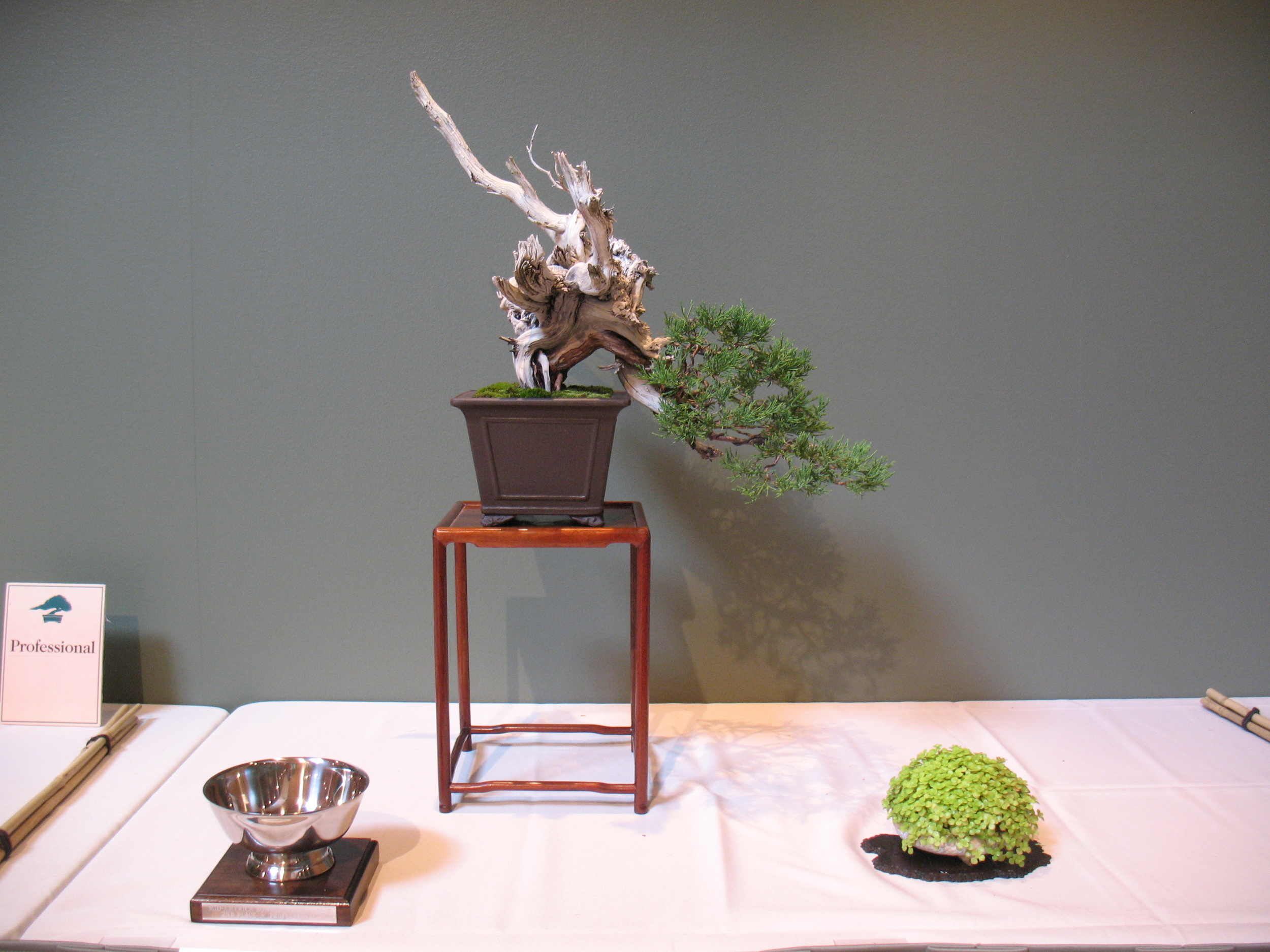 2015 Mid-America Exhibit - Professional - Rocky Mountain Juniper