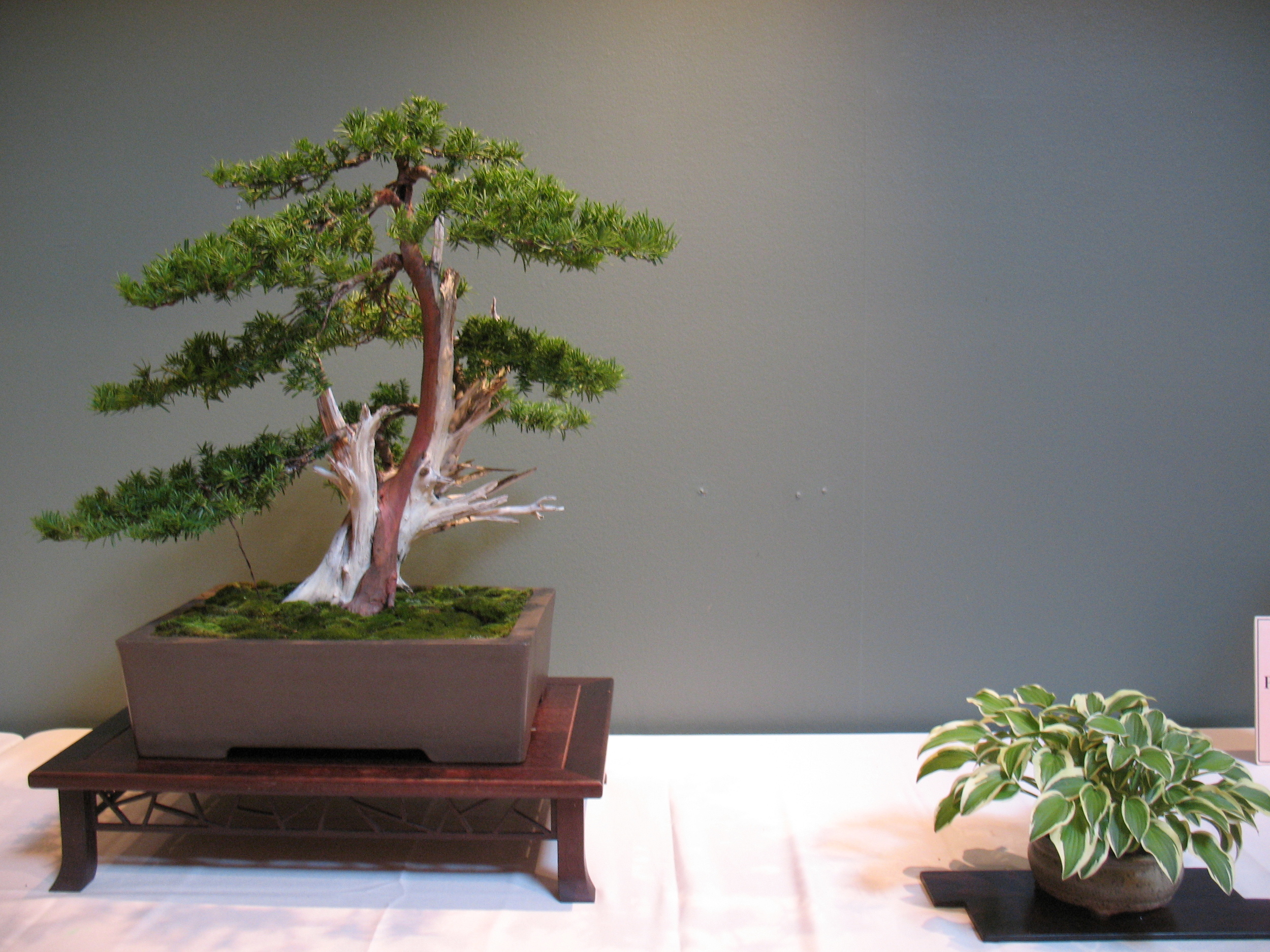 2015 Mid-America Exhibit - Professional - Japanese Yew