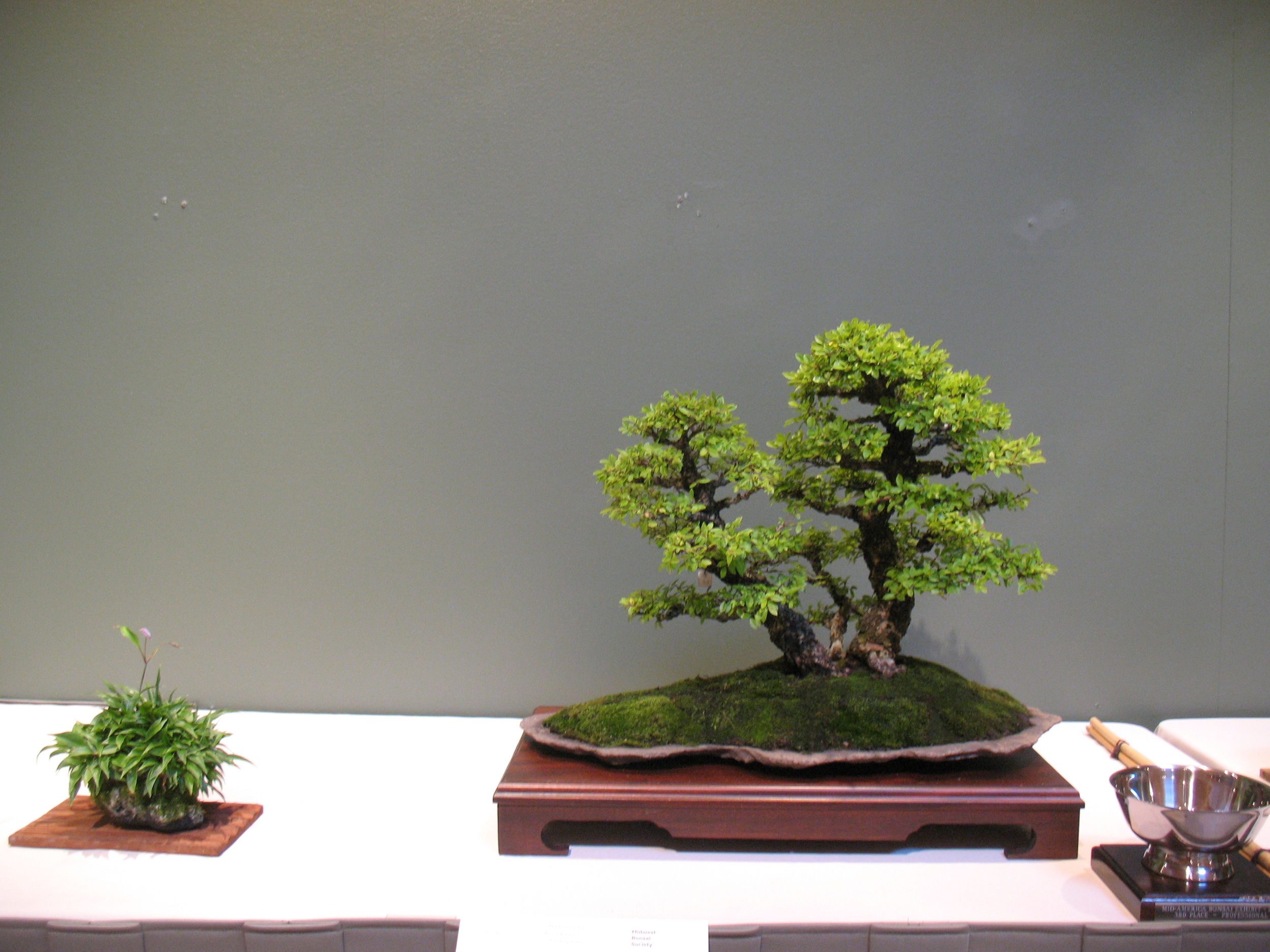 2015 Mid-America Exhibit - Professional - Chinese Elm