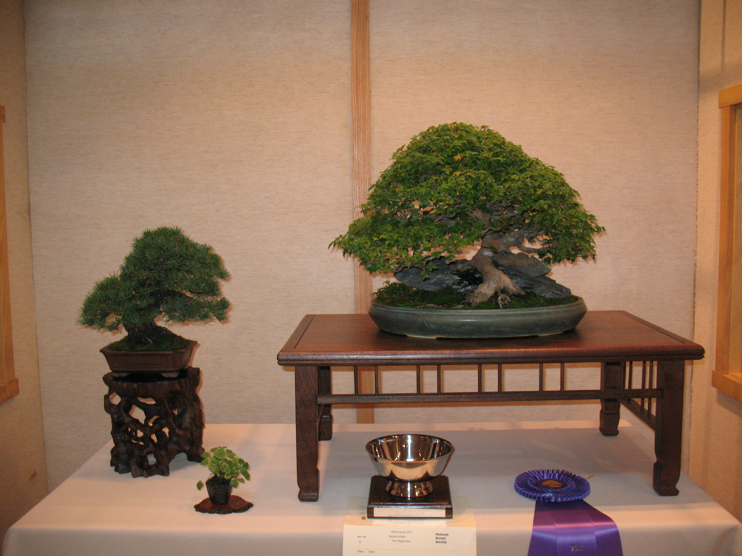 2015 Mid-America Exhibit - Professional - Trident Maple and Japanese White Pine