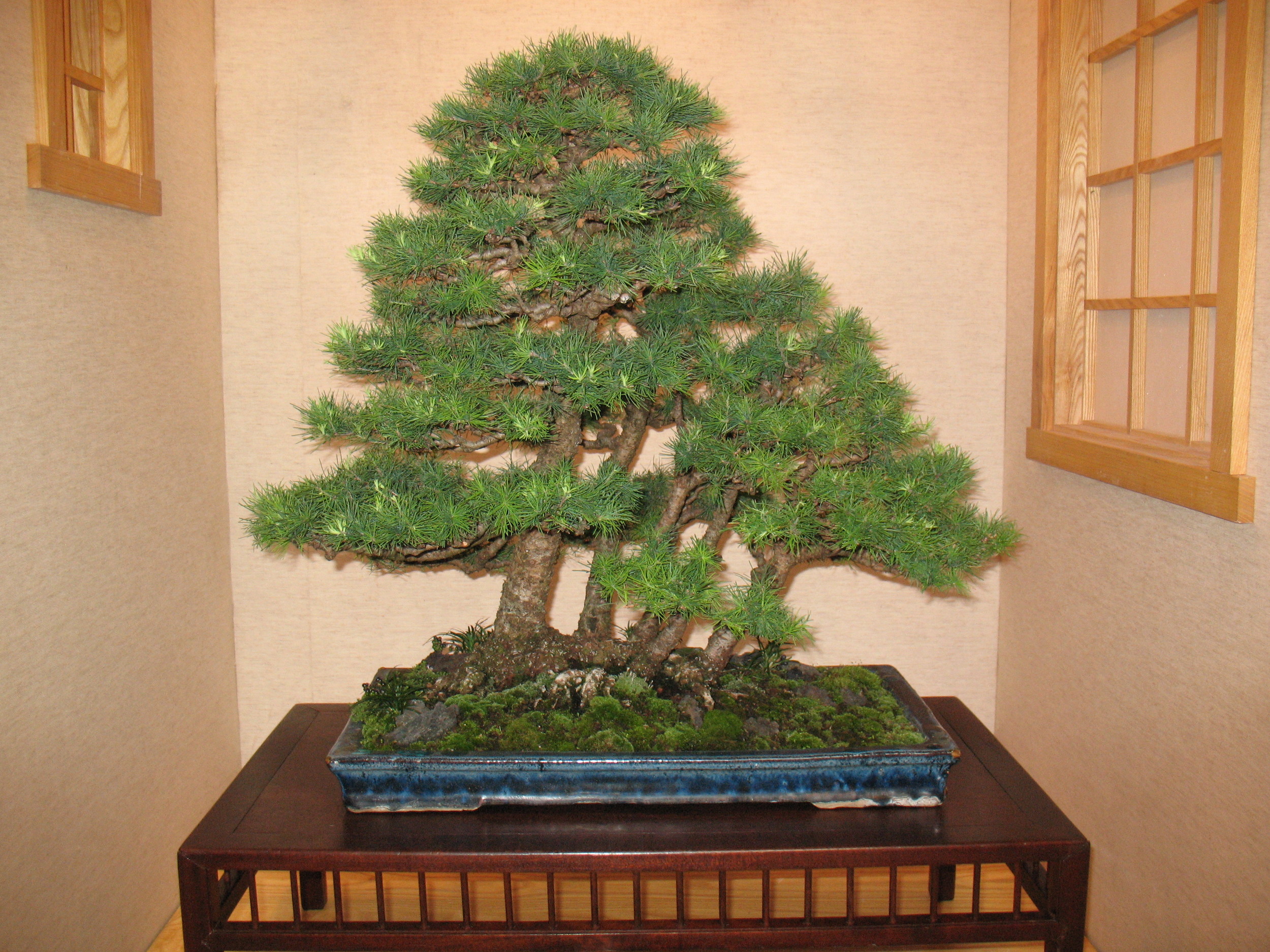 2015 Mid-America Exhibit - Professional - American Larch