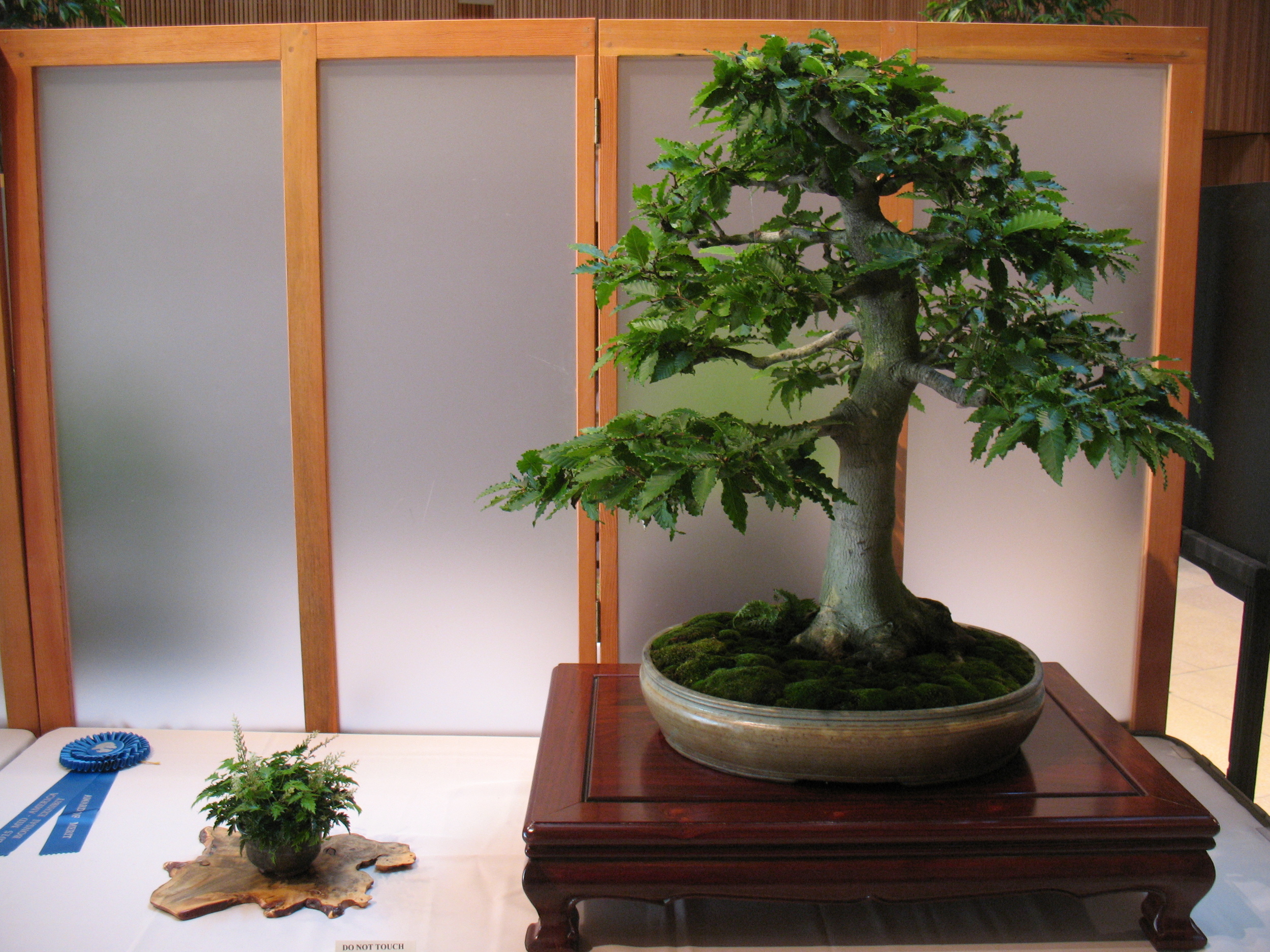 2015 Mid-America Exhibit - Open - Japanese Beech