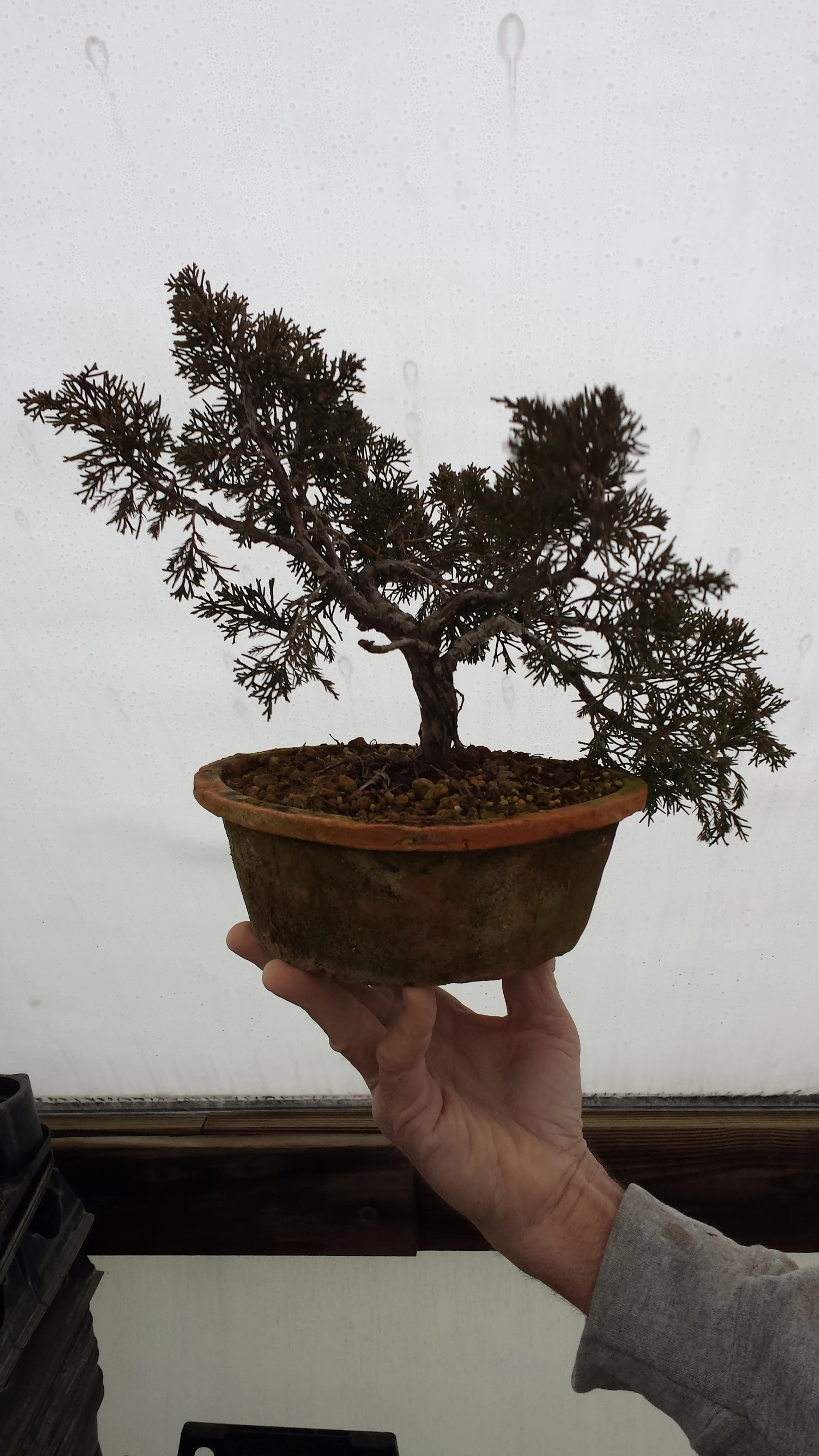 Itowigwa Shimpaku Juniper Workshop with Brian Ciskowski