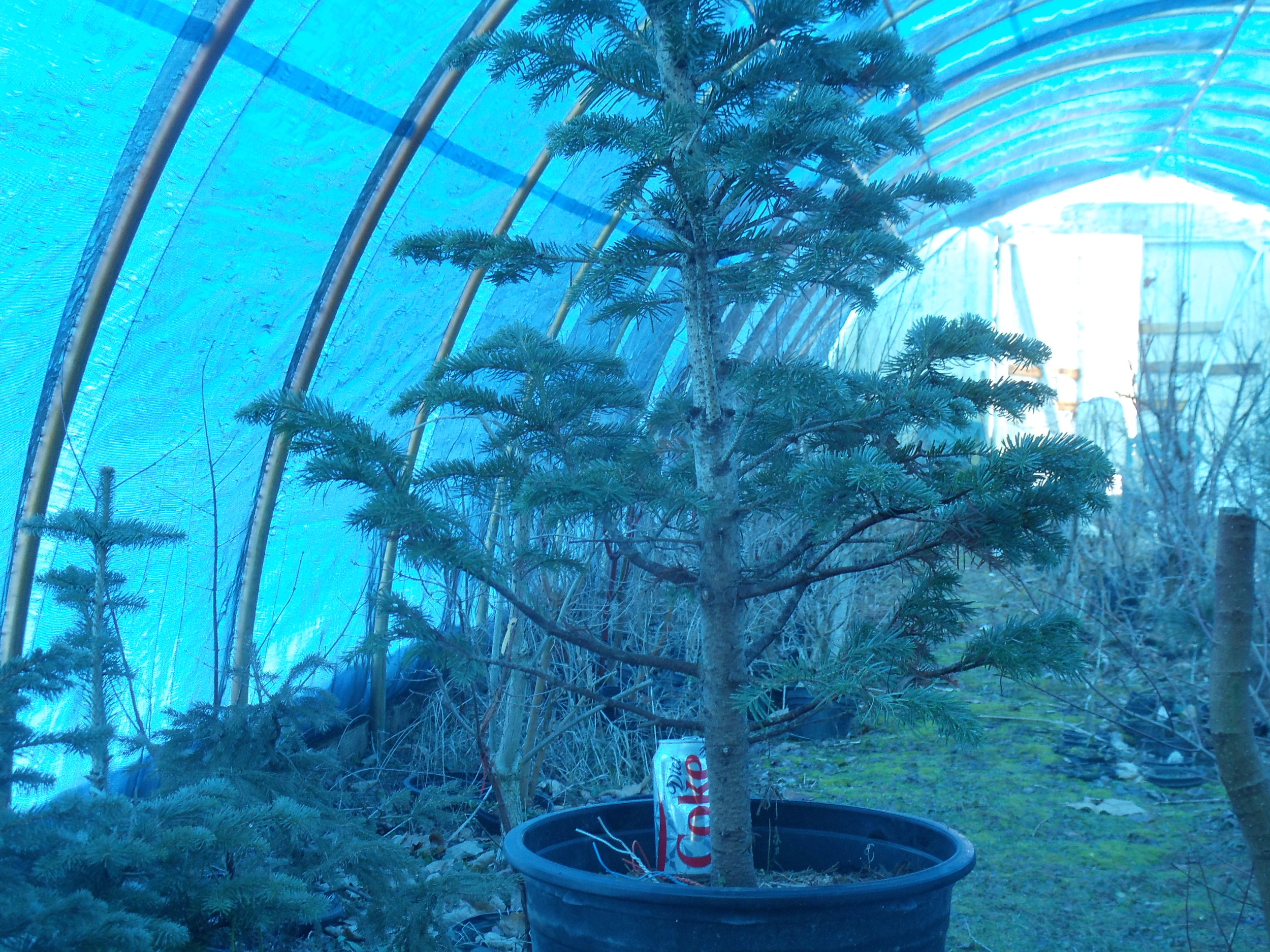 Corkbark Fir Tree Workshop with Linda Camp and Jim Beck