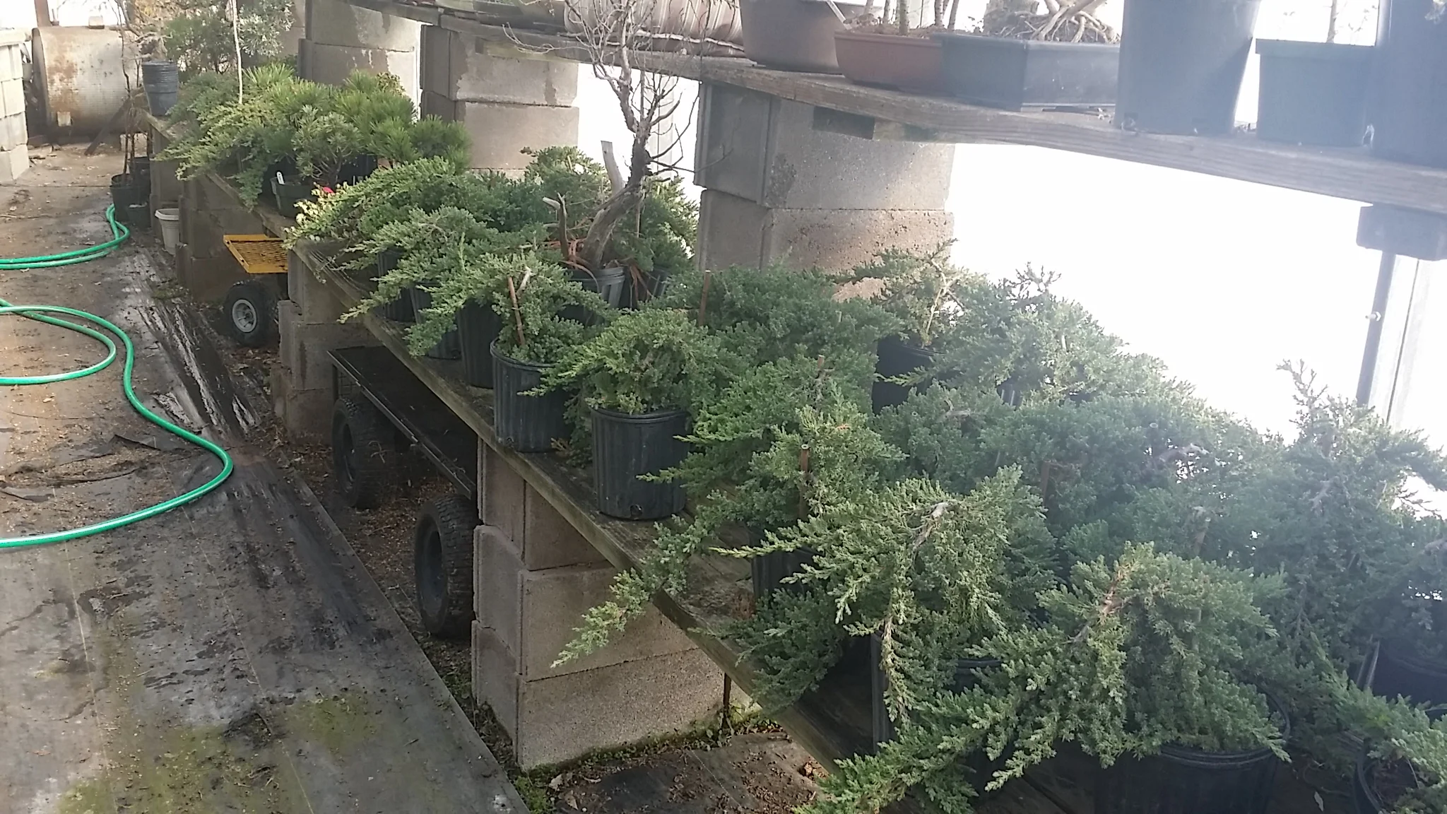 Procumbens Juniper Workshop with Frank Mihalic