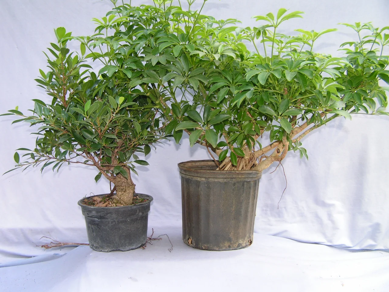 Tropical Tree Workshop with Da Su Bonsai