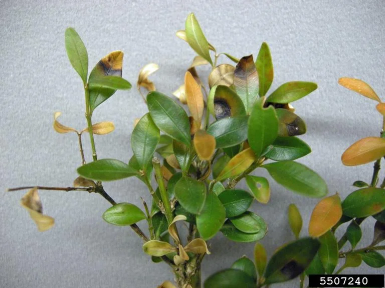 Leaf spots caused by Calonectria pseudonaviculata - Photo by Sandra Jensen, Cornell University, Bugwood.org