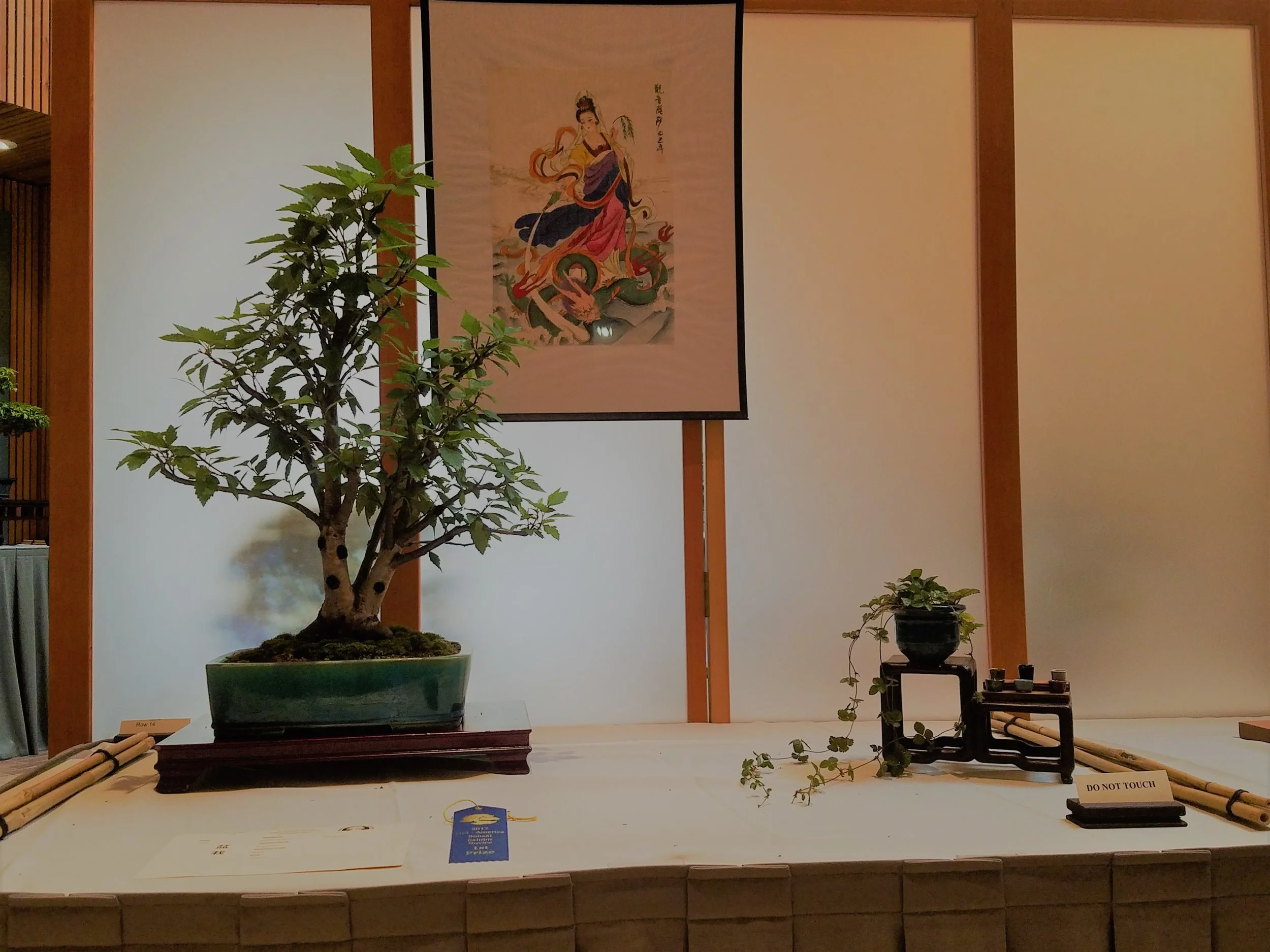 2017 Mid-America Bonsai Exhibition - River Birch - Triple Trunk