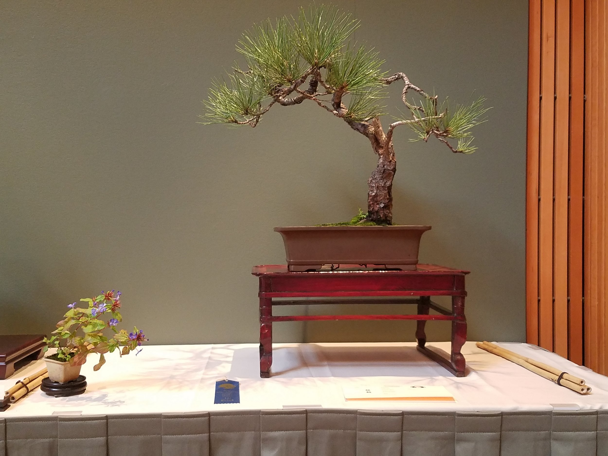 2017 Mid-America Bonsai Exhibition - Ponderosa Pine - Informal Upright