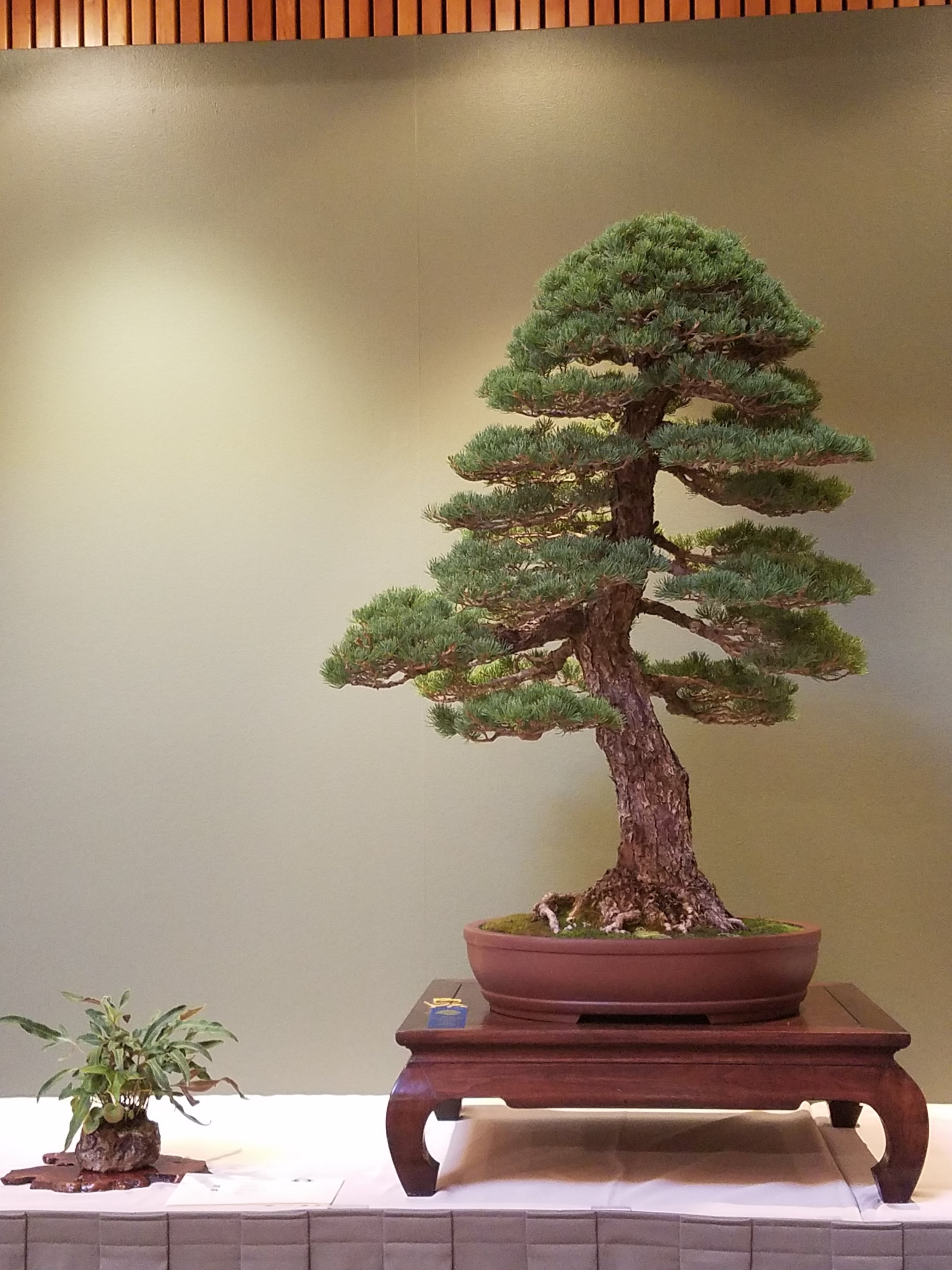 2017 Mid-America Bonsai Exhibition - Japanese Five Needle Pine - Informal Upright