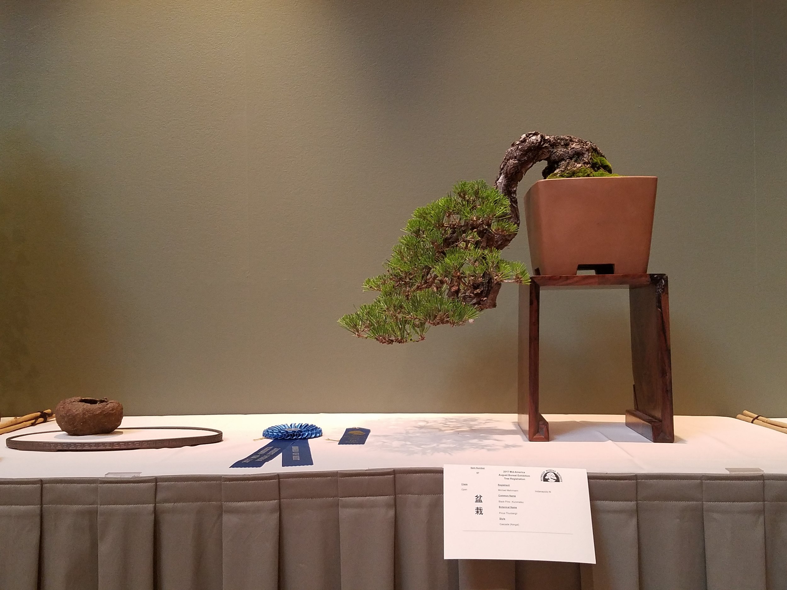 2017 Mid-America Bonsai Exhibition - Japanese Black Pine - Cascade