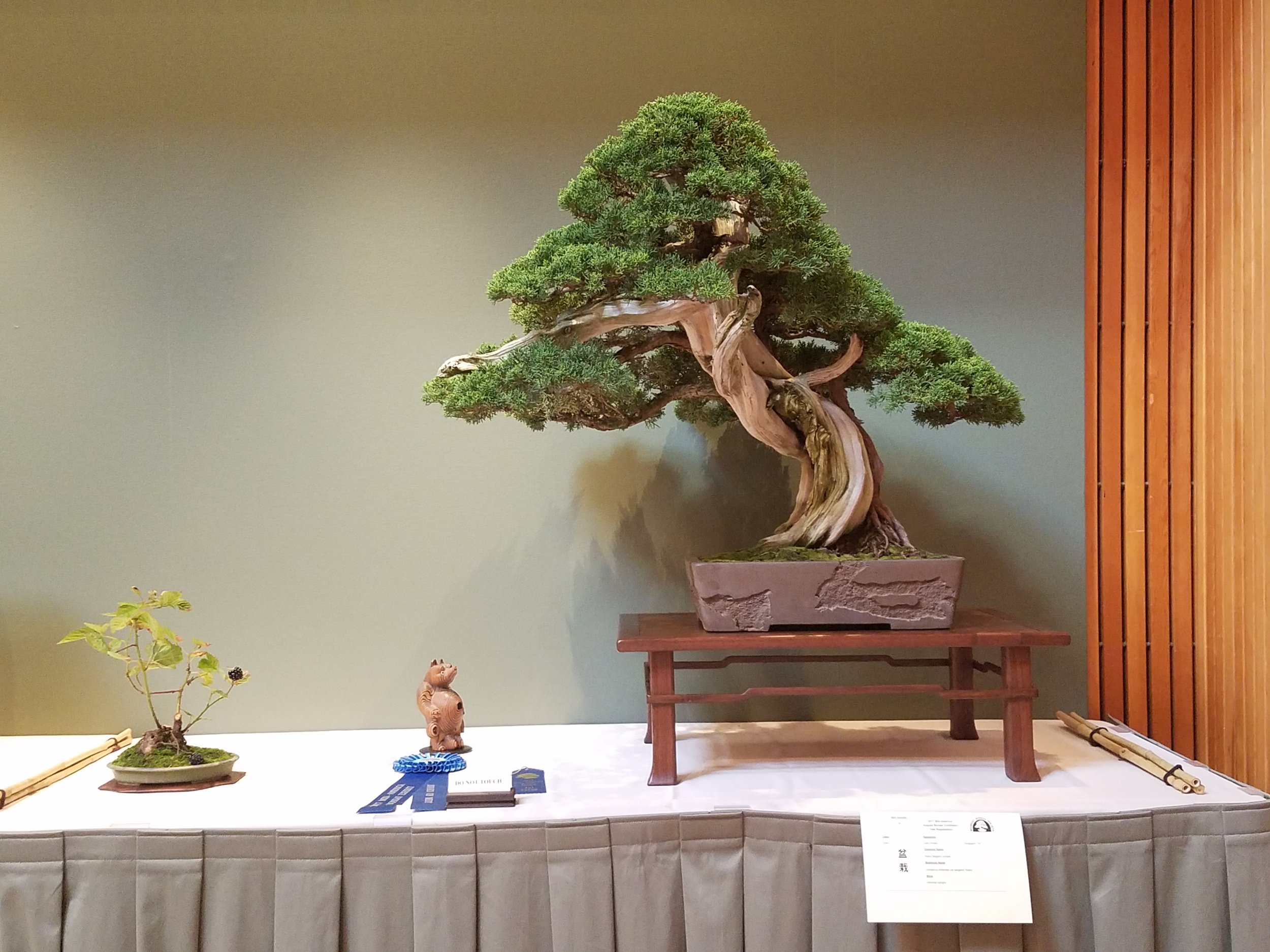 2017 Mid-America Bonsai Exhibition - Kishu Sargent Juniper - Informal Upright