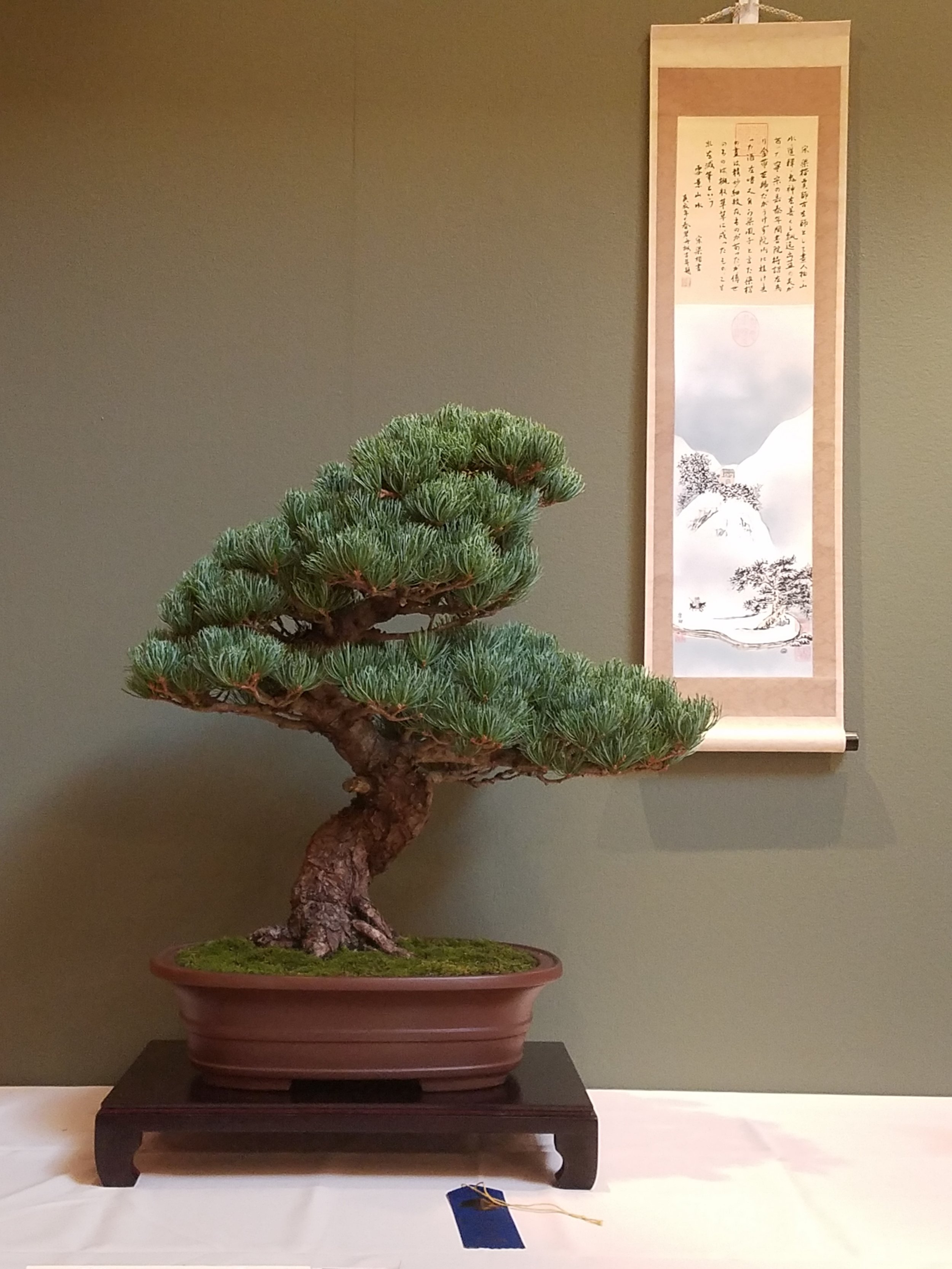 2017 Mid-America Bonsai Exhibition - Japanese White Pine - Informal Upright