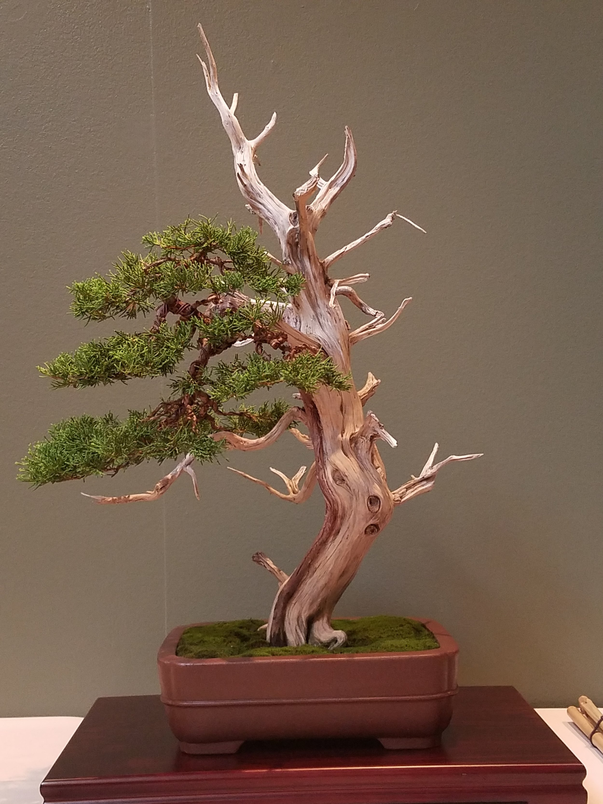 2017 Mid-America Bonsai Exhibition - Itoigawa Juniper - Informal Upright