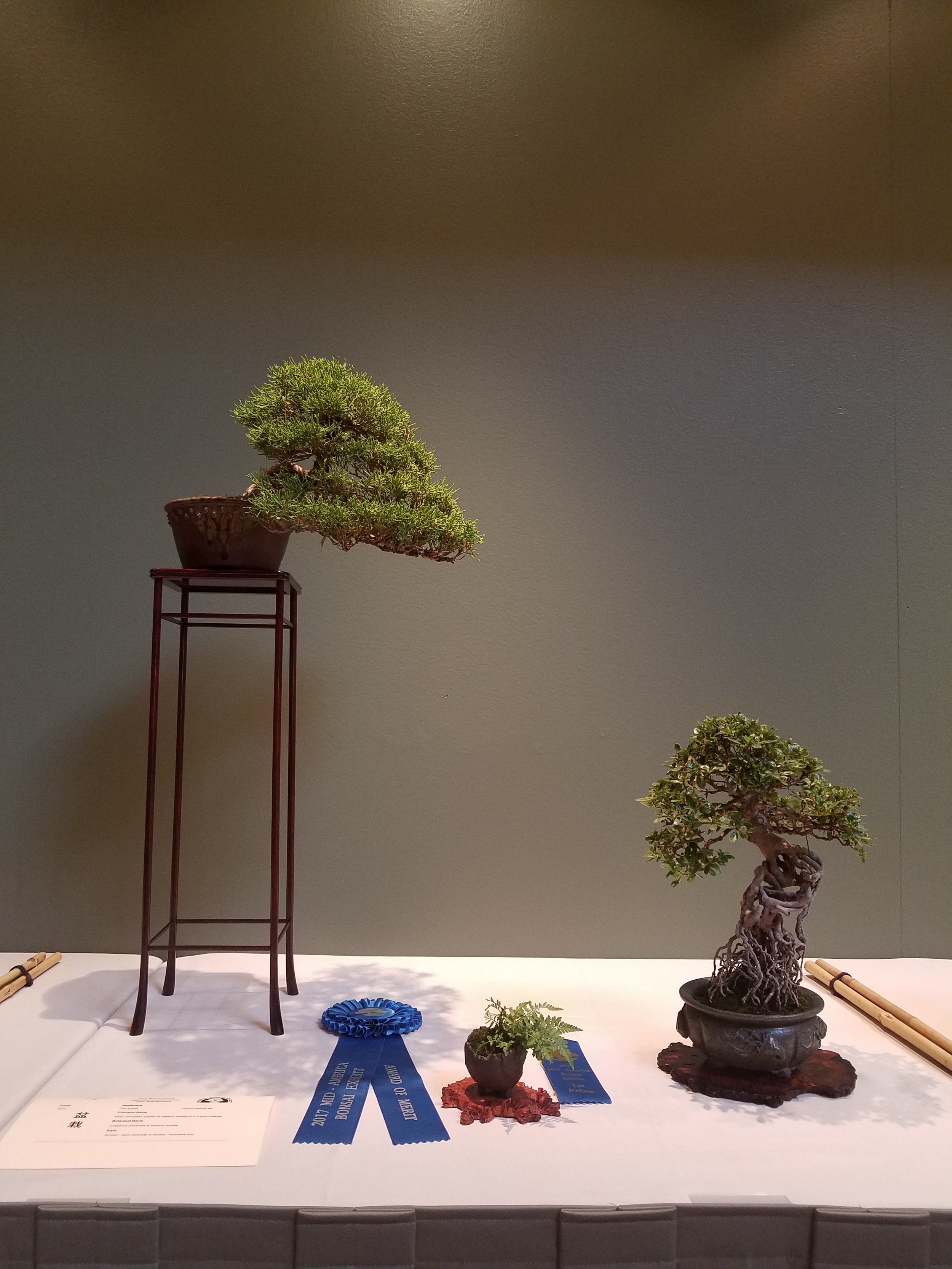 2017 Mid-America Bonsai Exhibition - Kishu Japanese Juniper & Satsuki Azalea - Semi-Cascade & Exposed Root