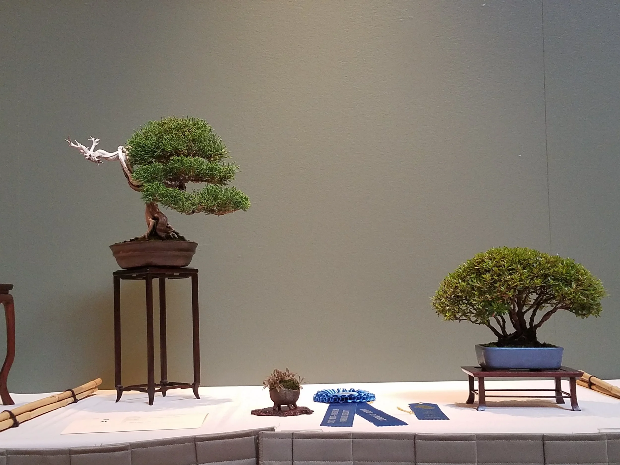2017 Mid-America Bonsai Exhibition - Itoigawa Shimpaku Juniper & Dwarf Azalea - Slant & Clump